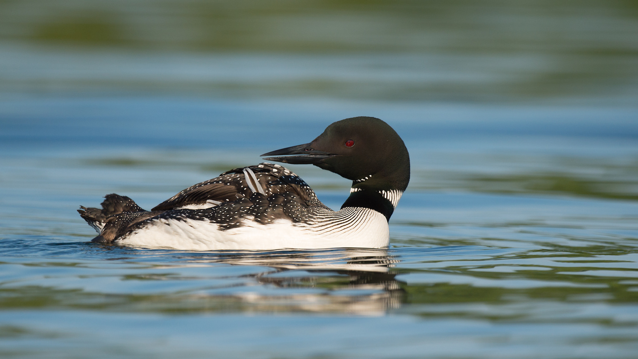 Nikon D4 + Sigma 24-60mm F2.8 EX DG sample photo. Plongeon huard, gavia simmer, great northern loon photography