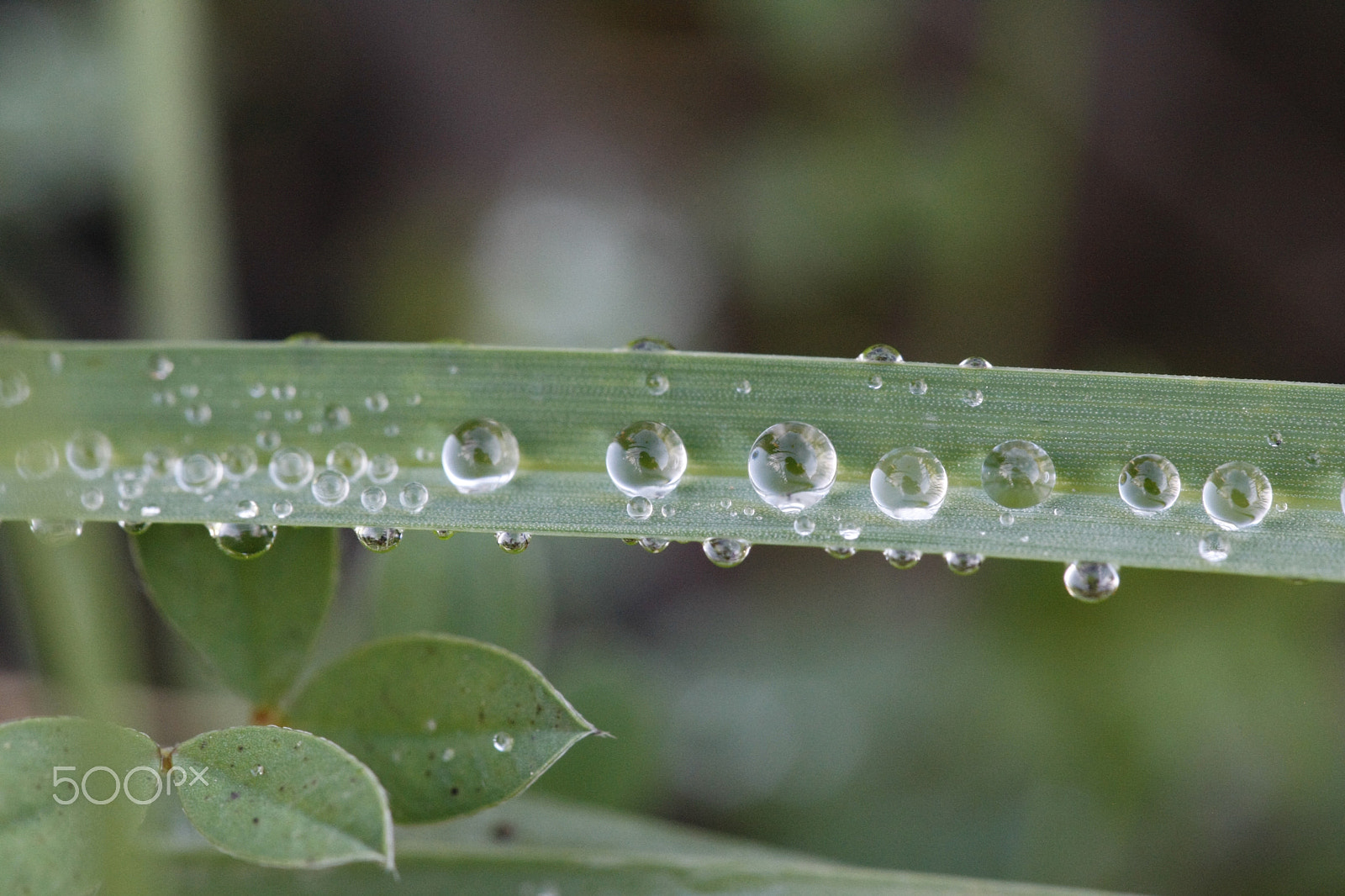 Canon EOS-1D Mark III sample photo. Water macro photography