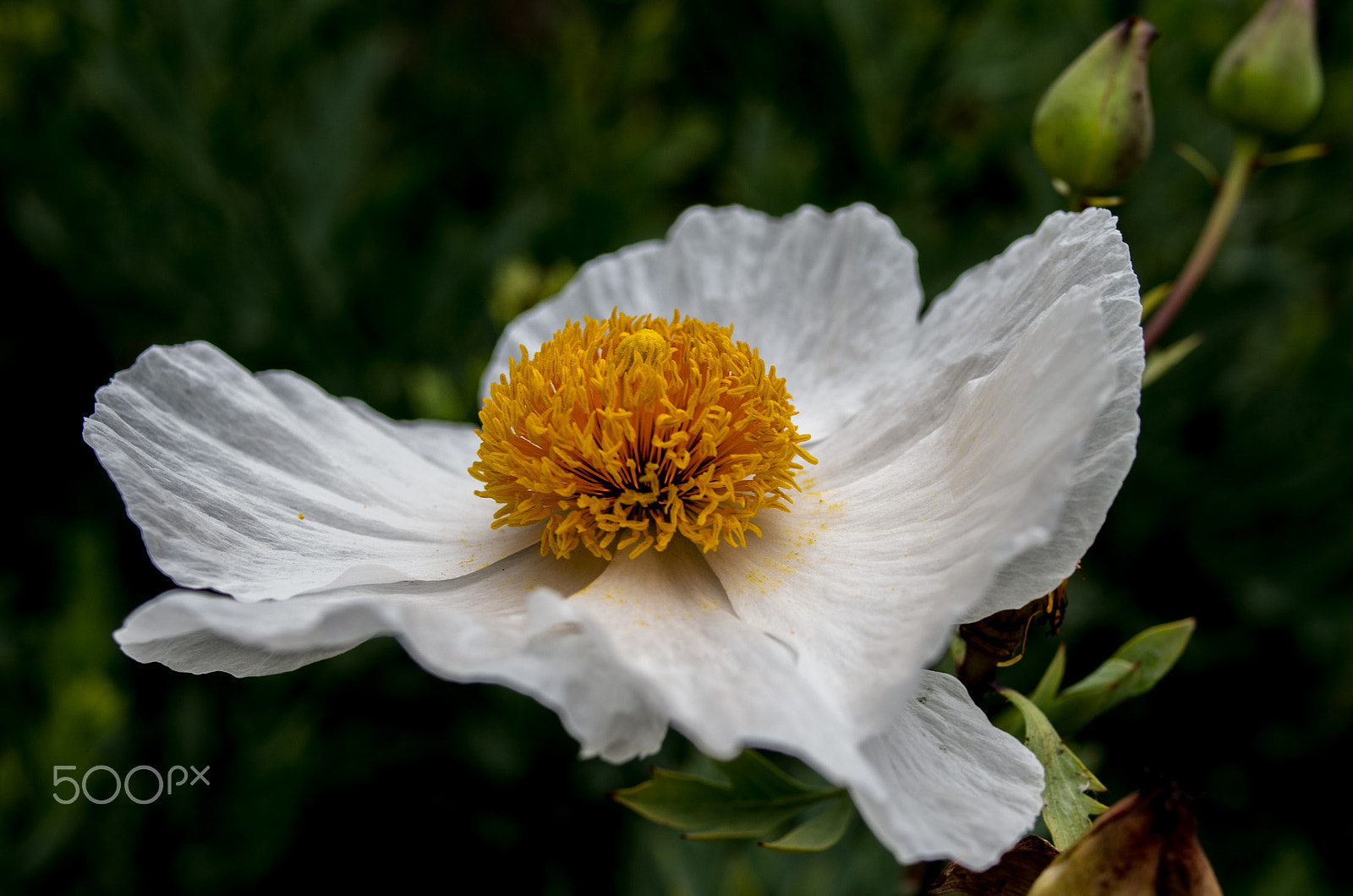 Pentax K-5 IIs sample photo. Waiting for rain photography