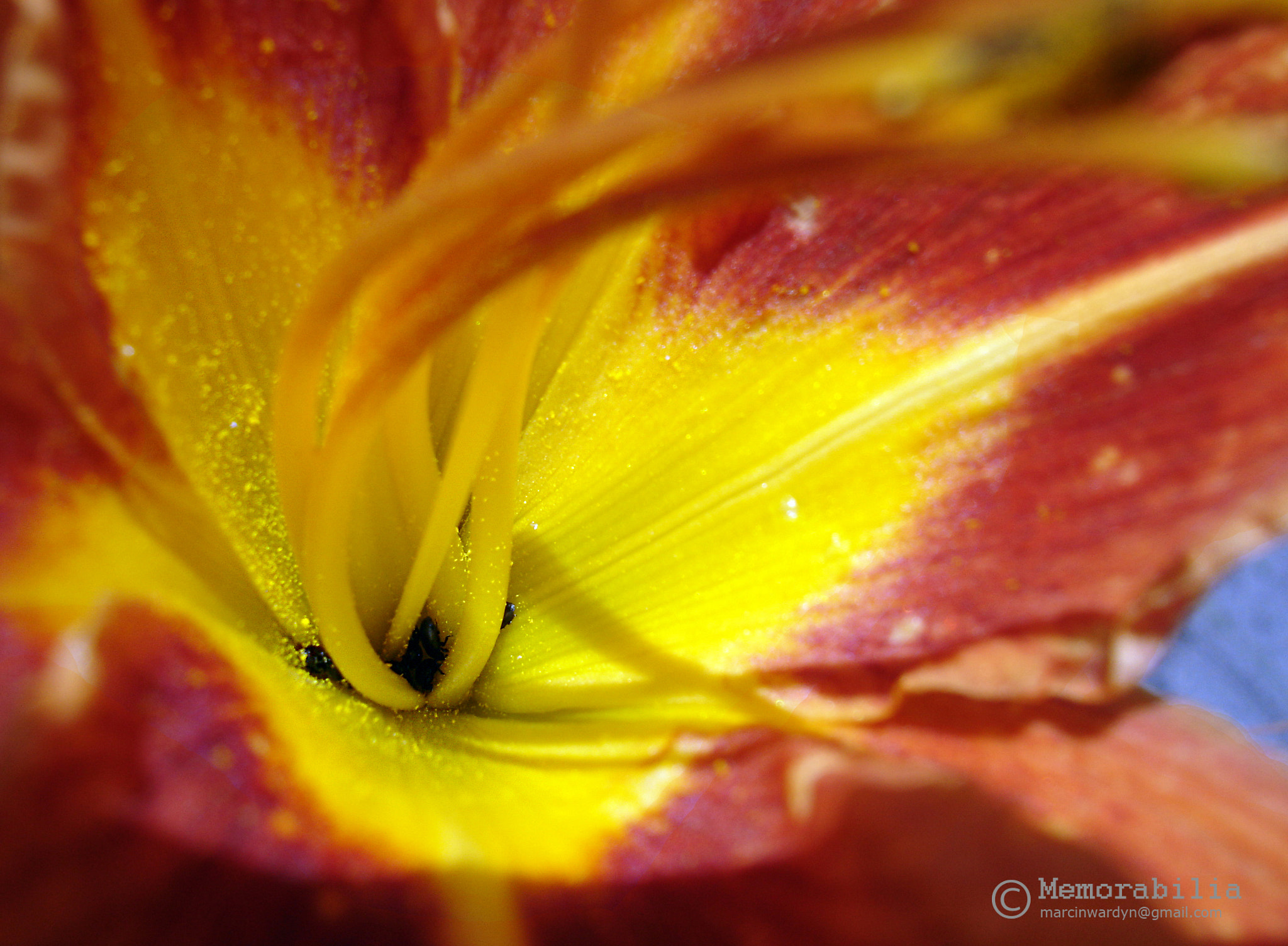 Sony DSC-W12 sample photo. Golden pollen photography