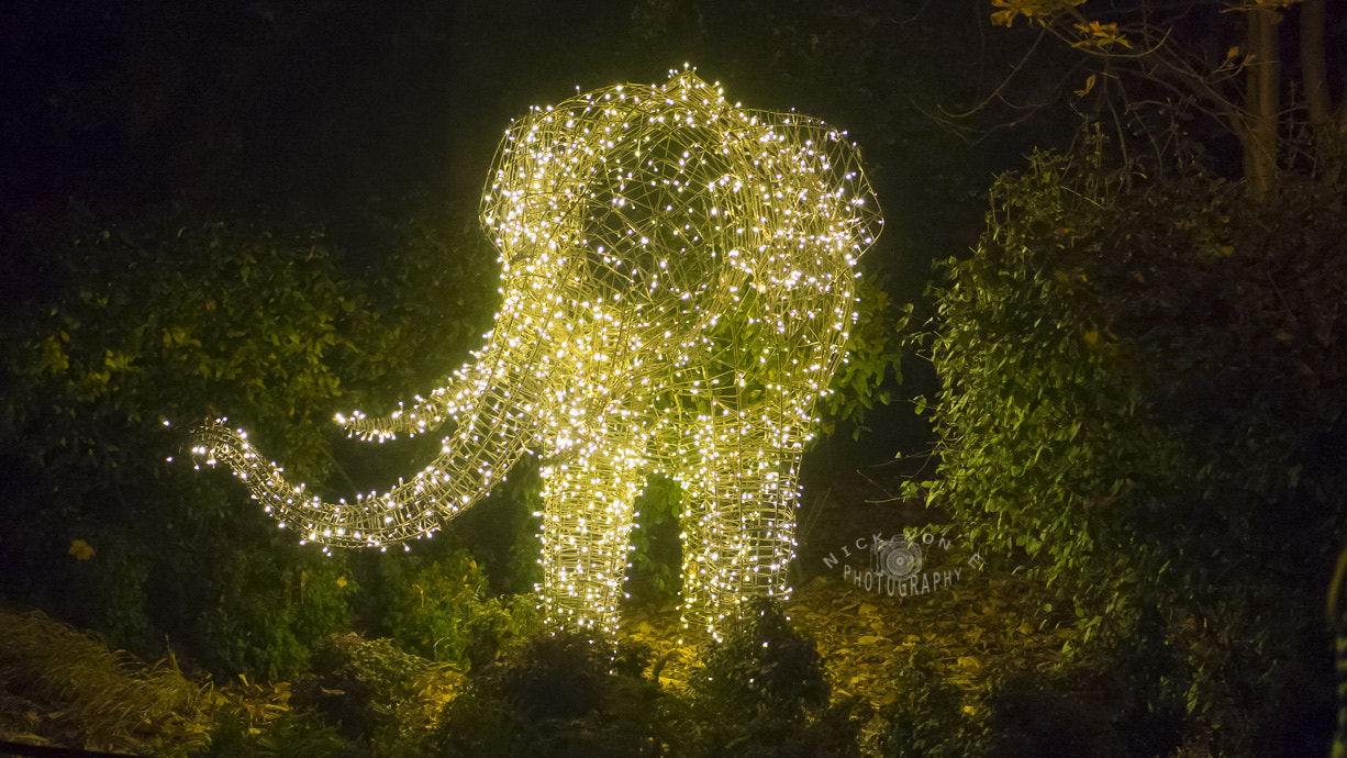 E 50mm F1.8 OSS sample photo. Zoo lights 2015 photography