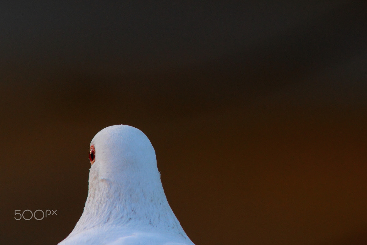 Canon EF 400mm F5.6L USM sample photo. Red eye photography