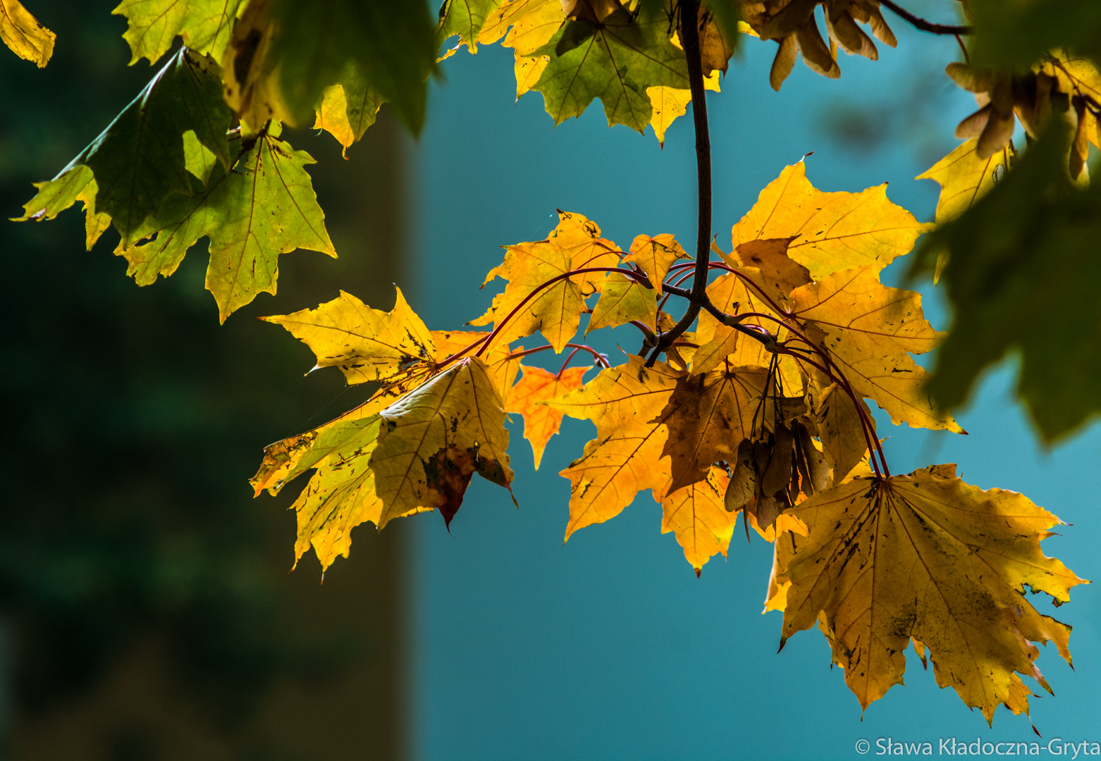 Nikon D7100 + AF Zoom-Nikkor 70-210mm f/4 sample photo. Autumn photography