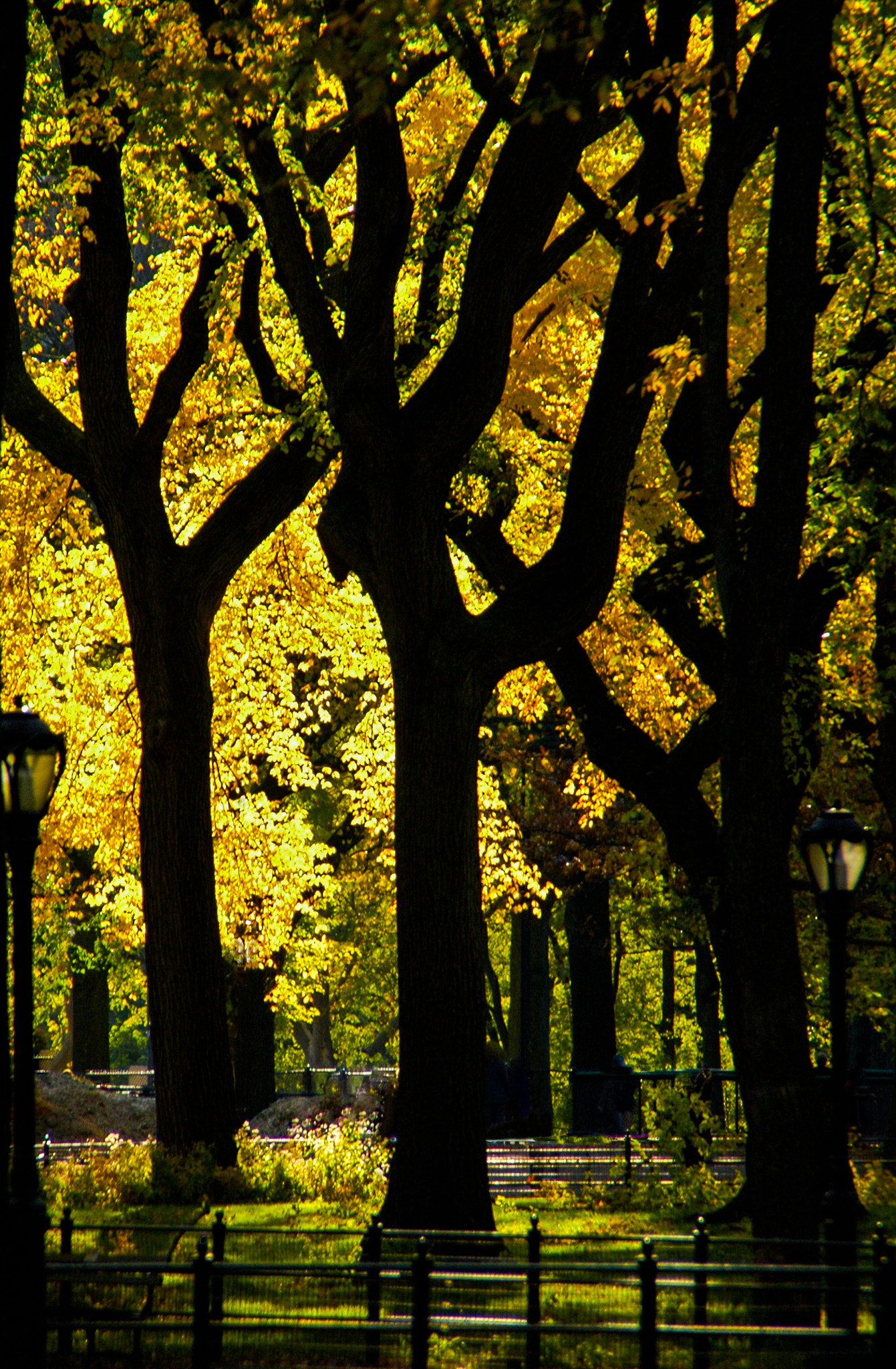 Nikon D70s sample photo. Main mall central park nyc photography