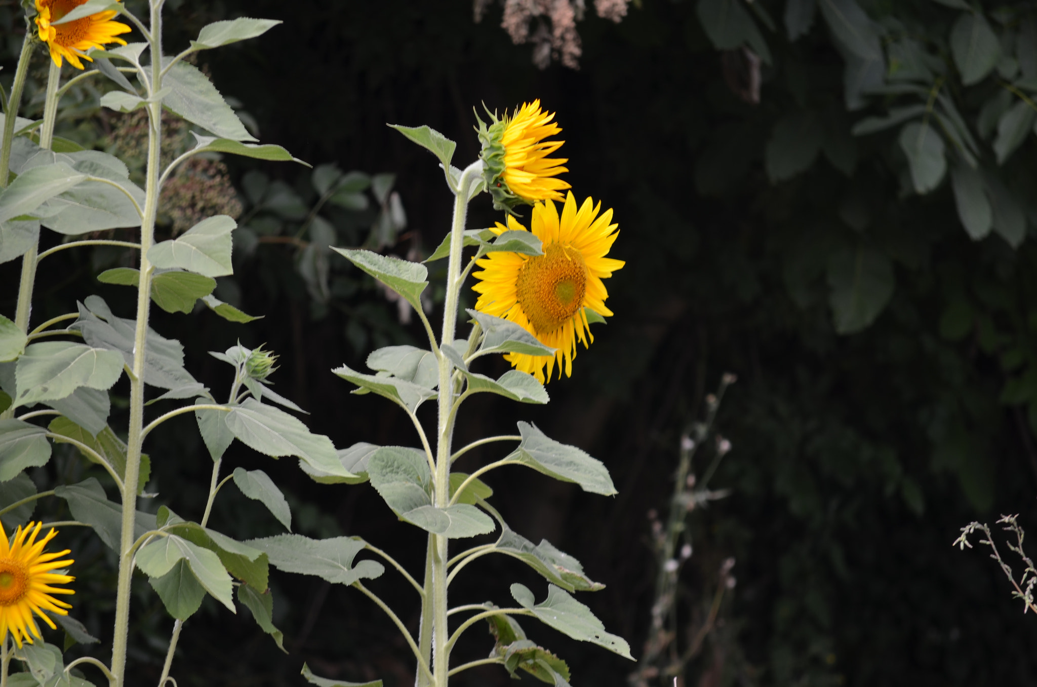 Girasoli