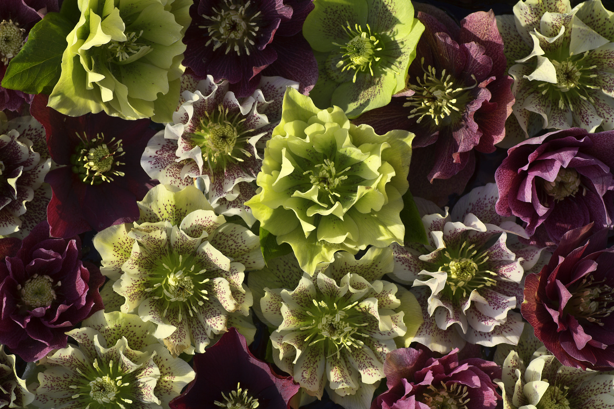 Tamron SP AF 90mm F2.8 Di Macro sample photo. Hellebores photography