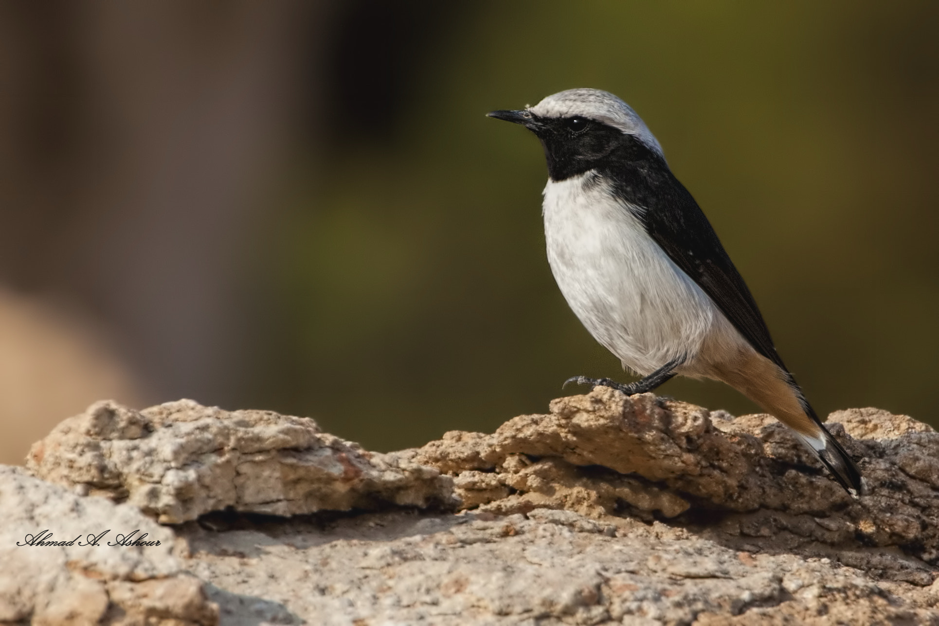 Nikon AF-S Nikkor 200-400mm F4G ED-IF VR sample photo. Eastern mourning wheatear  photography