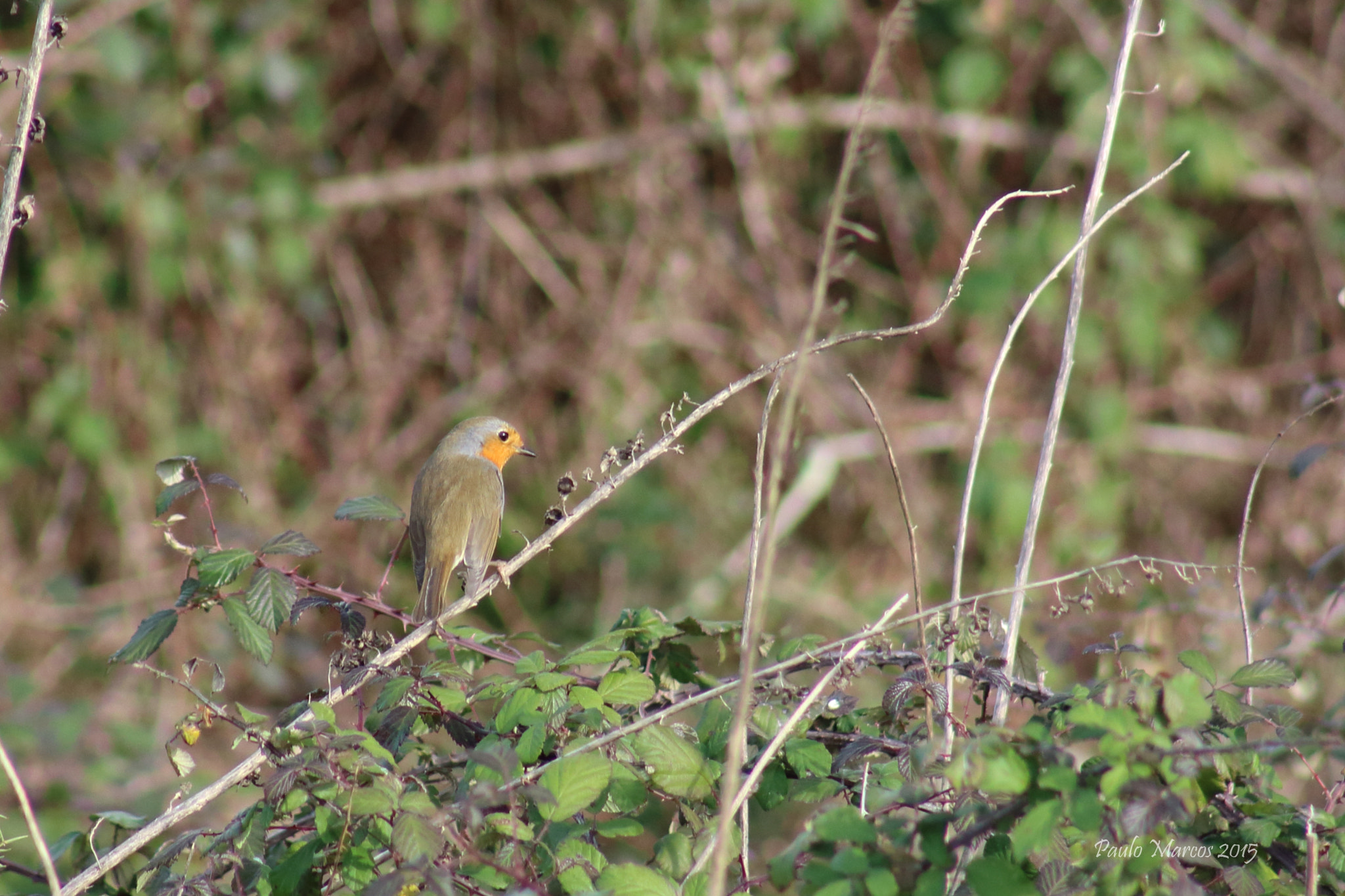 /4-5.6 sample photo. Pisco-de-peito-ruivo (erithacus rubecula) photography