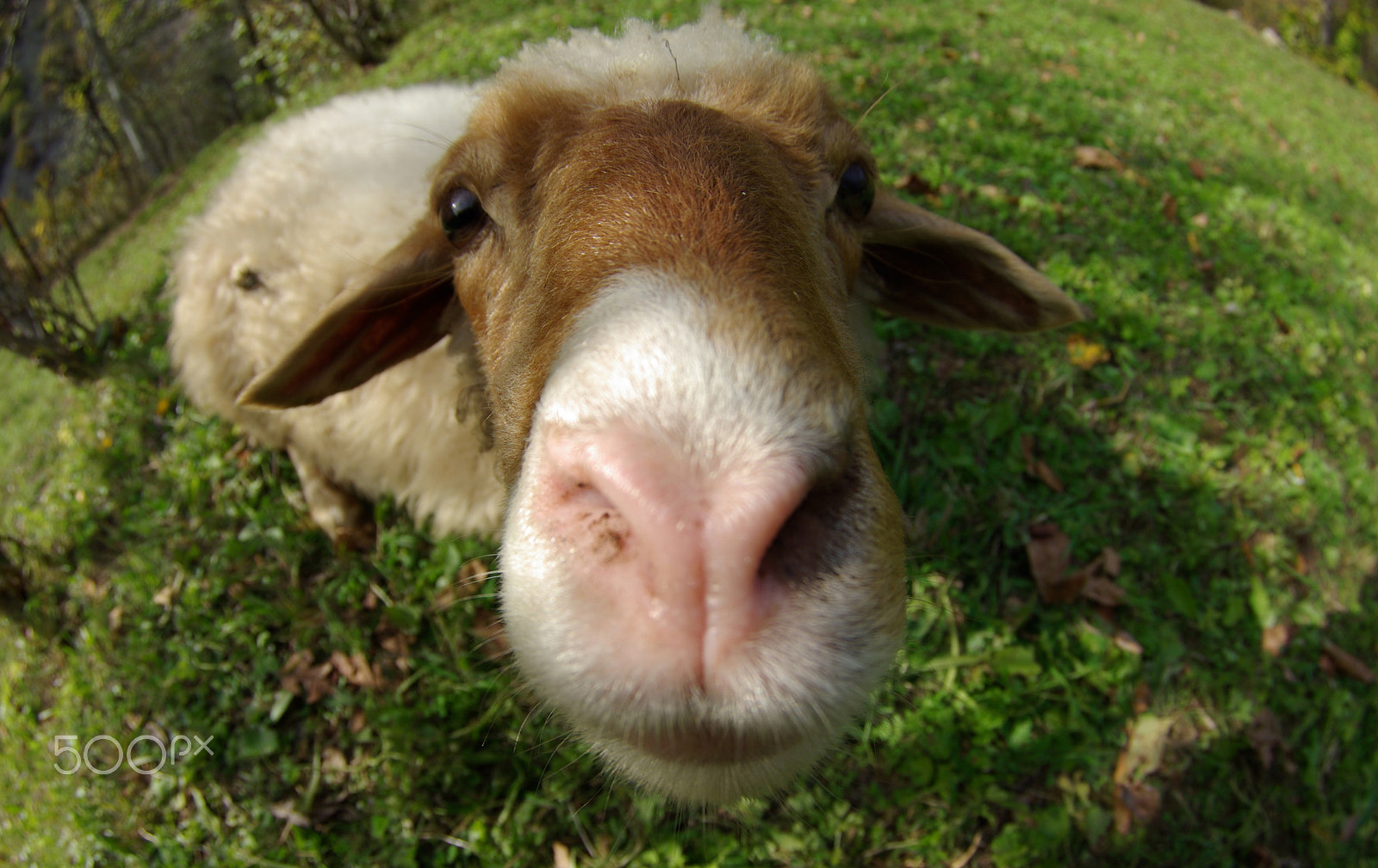 Pentax K10D sample photo. Sheep photography