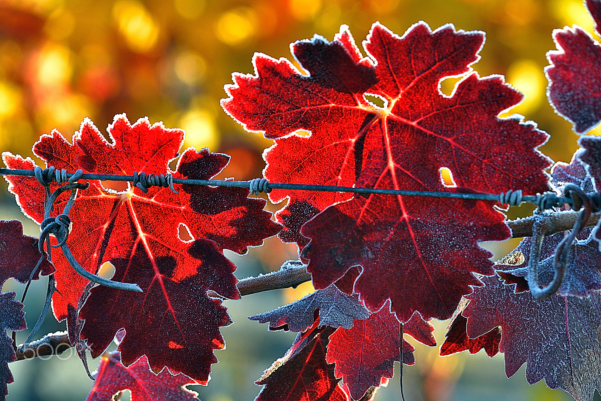 More Frost on Grape Leaves