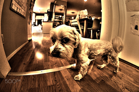Nikon D3200 + Samyang 8mm F3.5 Aspherical IF MC Fisheye sample photo