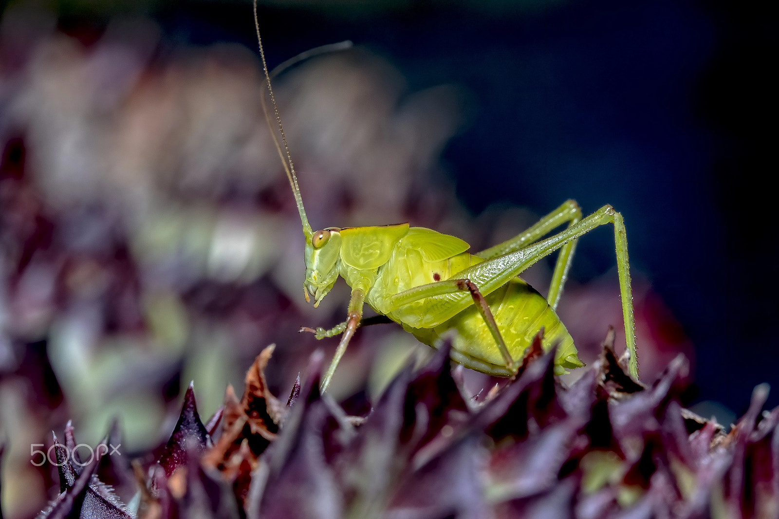 Canon EF 100mm F2.8 Macro USM sample photo. Katydid photography