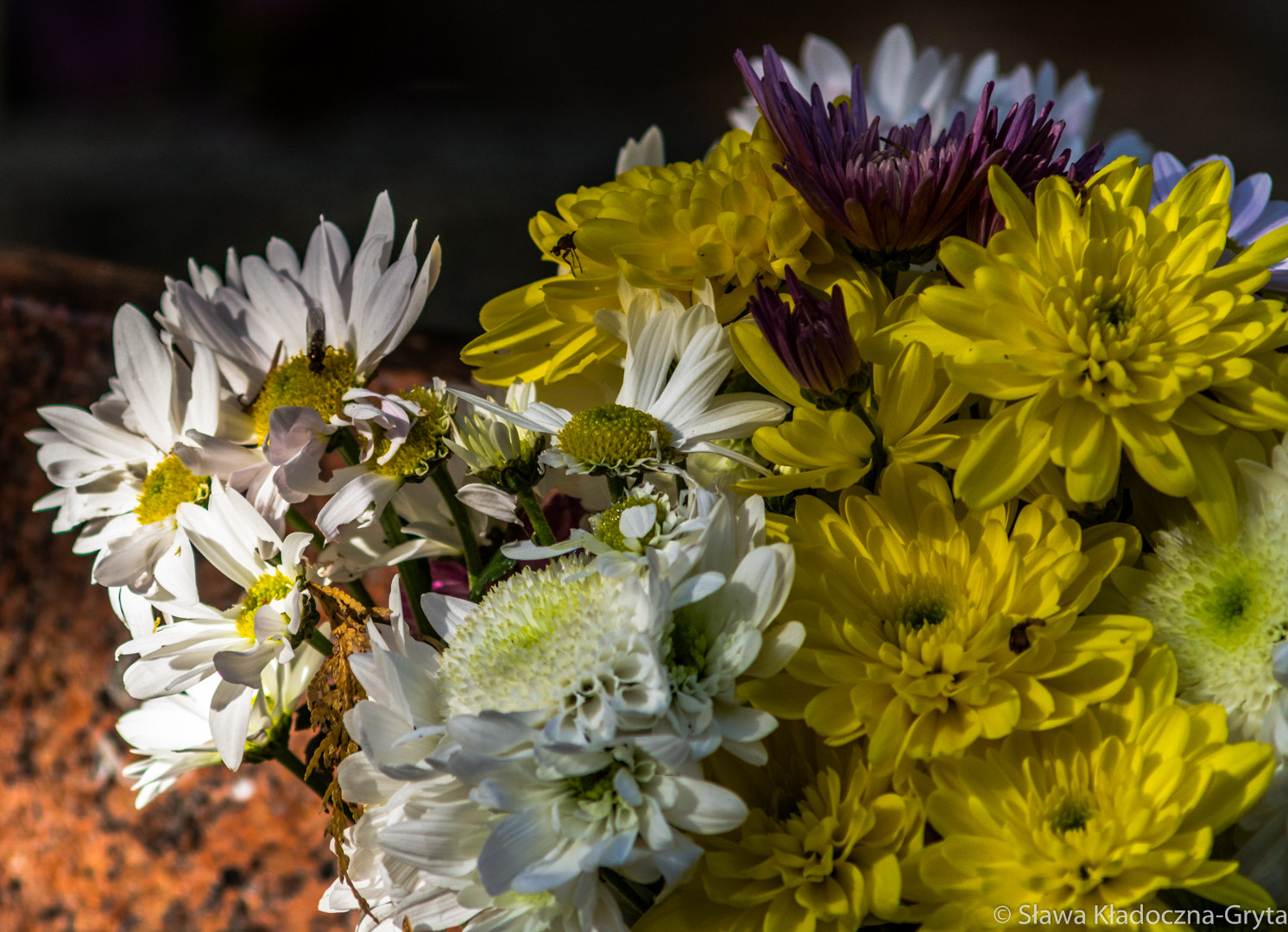 Nikon D7100 + AF Zoom-Nikkor 70-210mm f/4 sample photo. Flowers photography