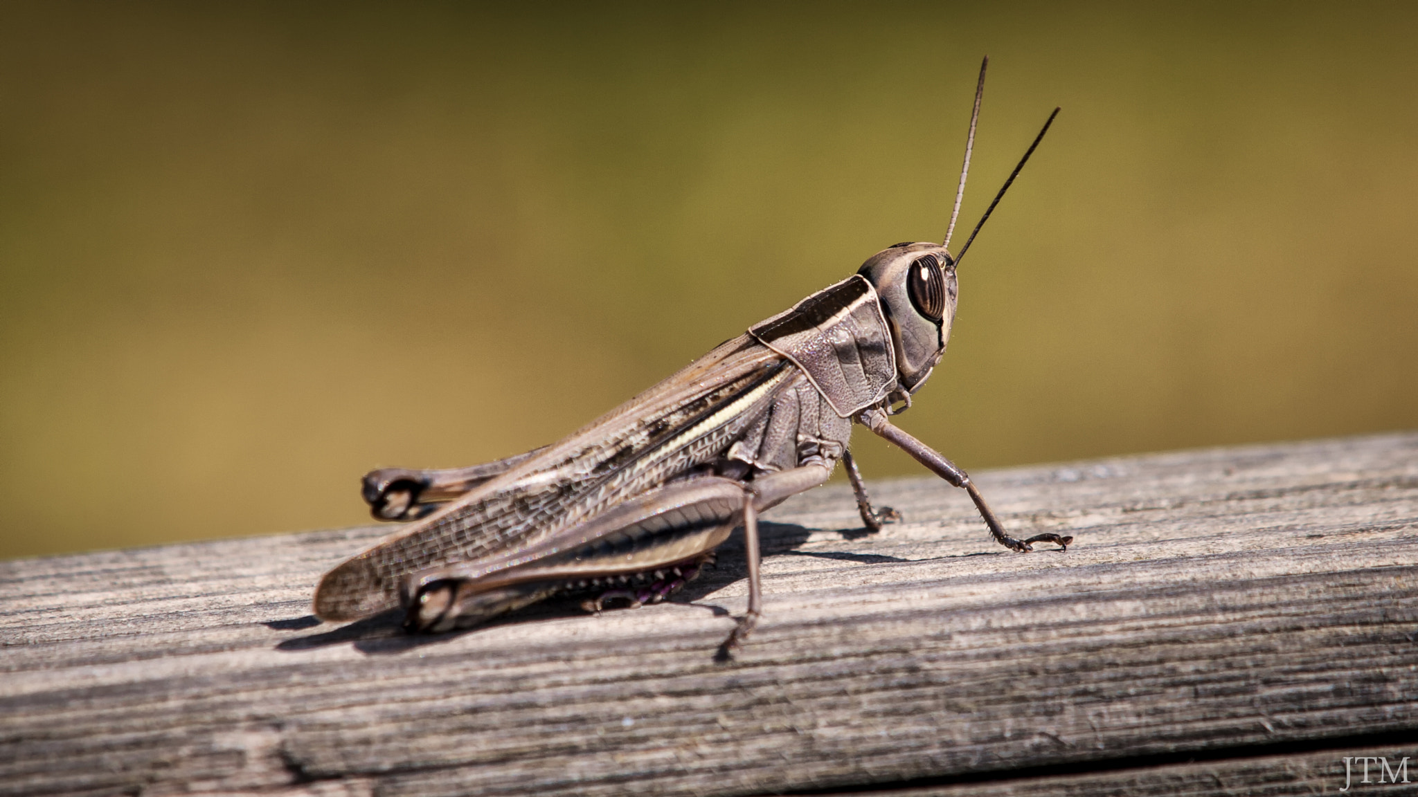 Olympus E-520 (EVOLT E-520) sample photo. Grasshopper photography