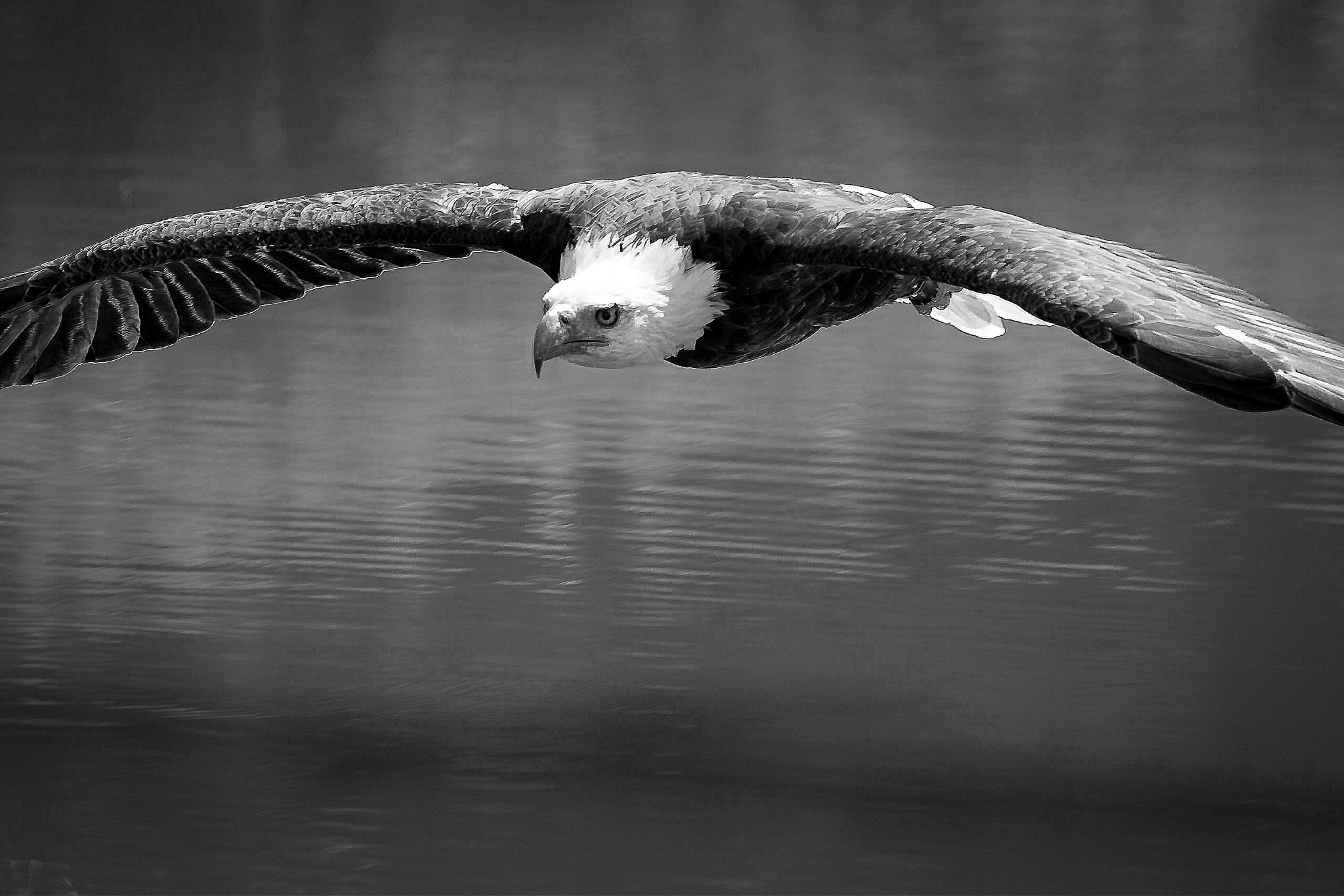 Canon EF 100-400mm F4.5-5.6L IS II USM sample photo. Soaring photography