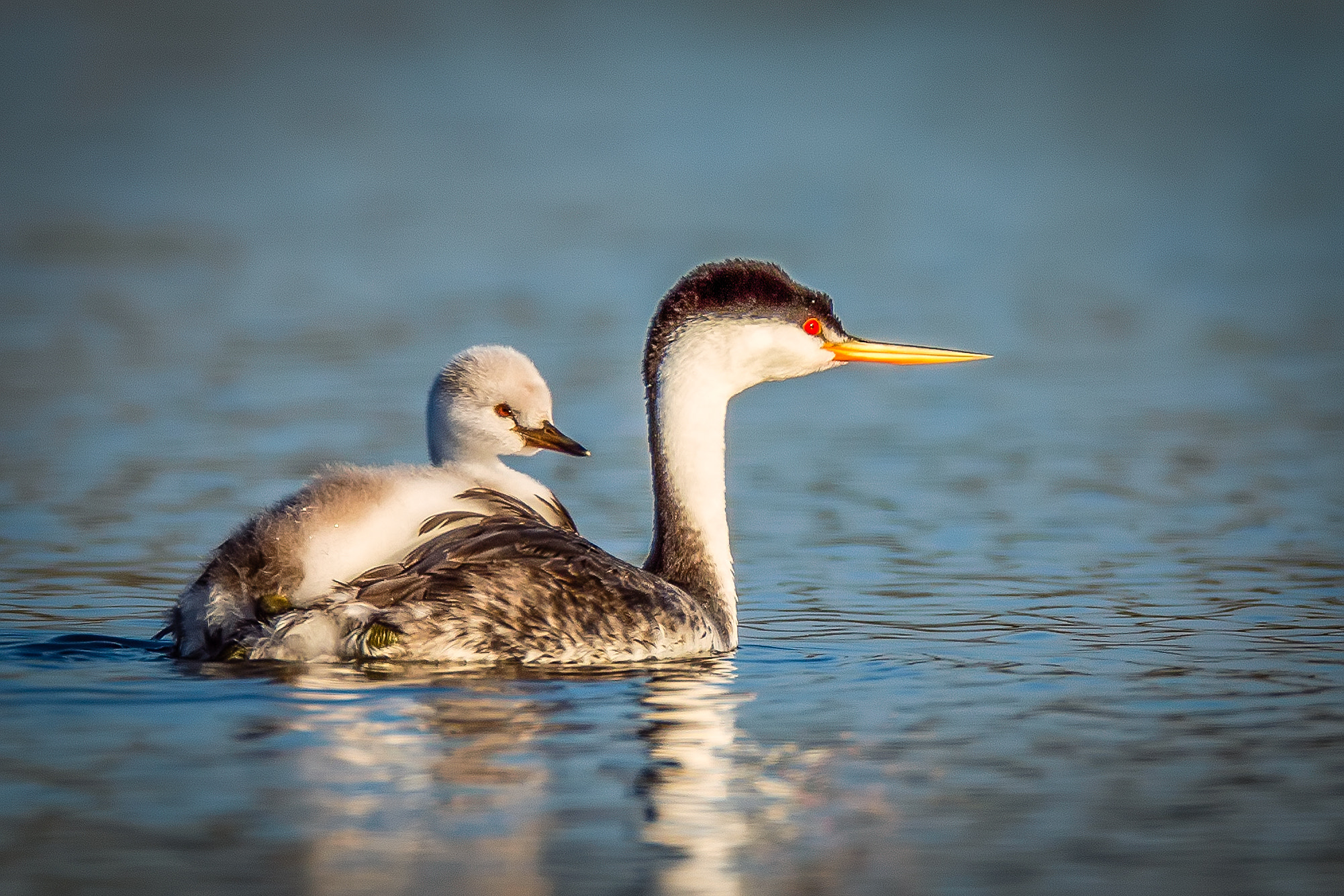 Canon EF 600mm f/4L IS + 2x sample photo. Lovely moment photography