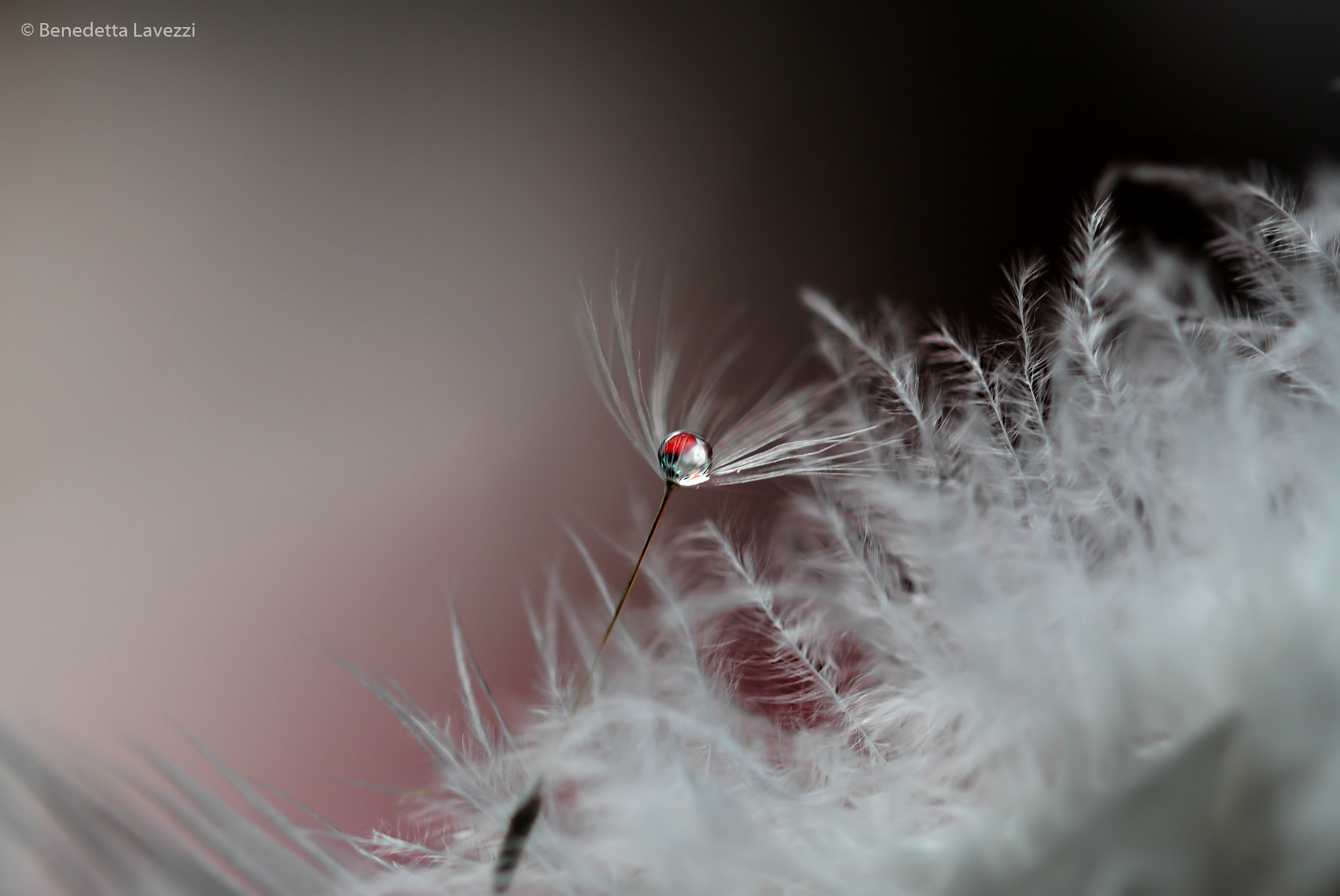 Sigma 105mm F2.8 EX DG OS HSM sample photo. Jewel photography