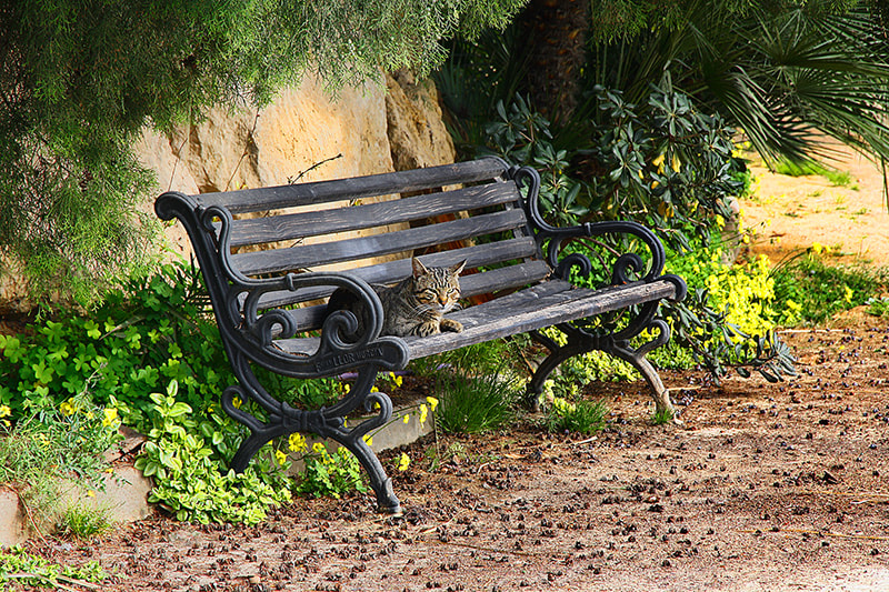 Canon EOS 1000D (EOS Digital Rebel XS / EOS Kiss F) sample photo. The quiet cat.- photography