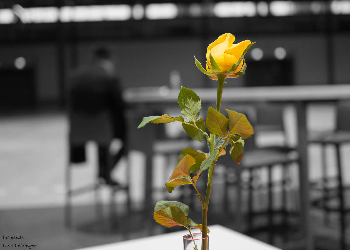 Panasonic Lumix DMC-G5 + Olympus M.Zuiko Digital 25mm F1.8 sample photo. The yellow rose for the lonely man. photography