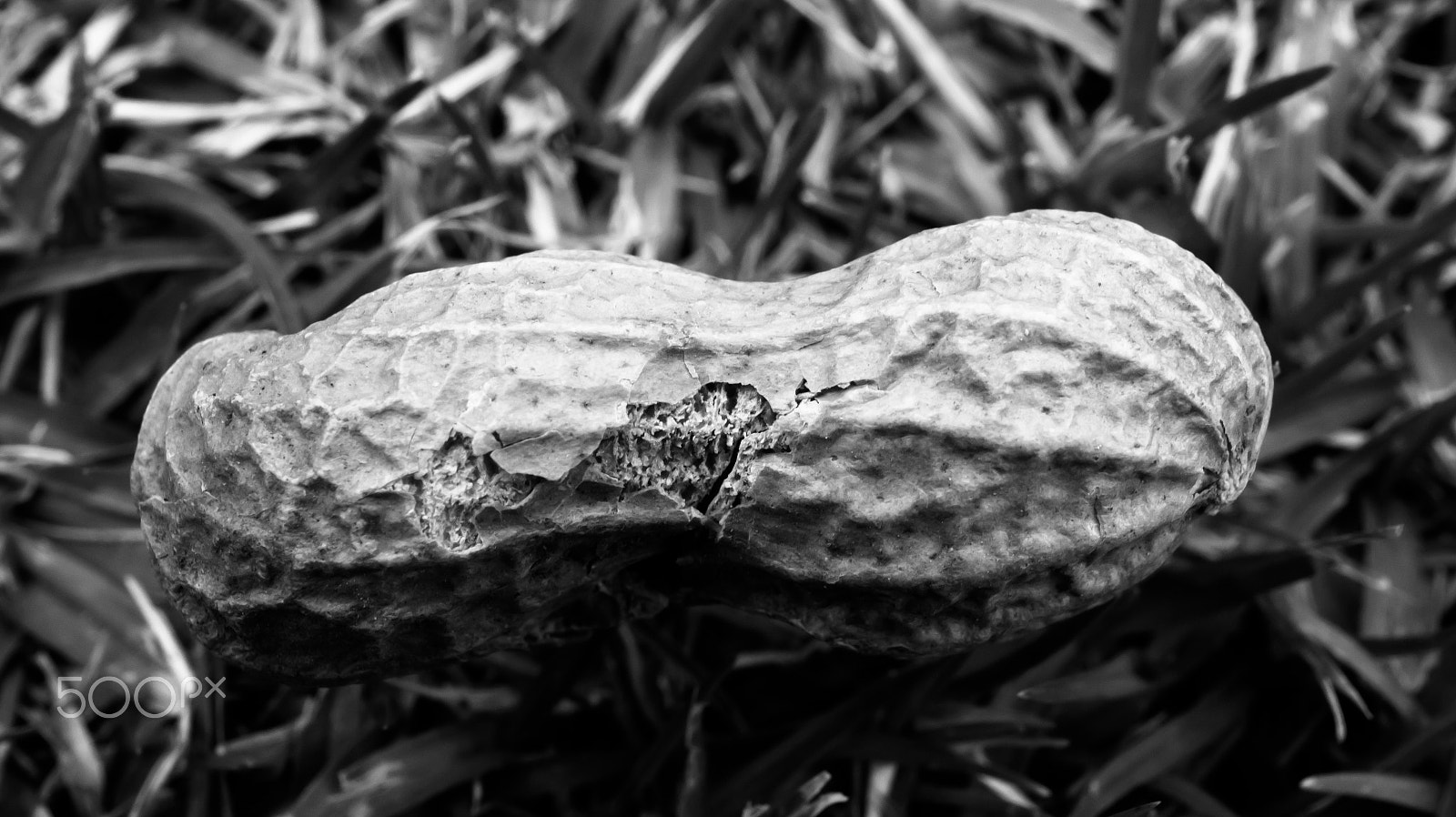 Sony Alpha a3500 + Sony E 30mm F3.5 Macro sample photo. Sad peanut photography