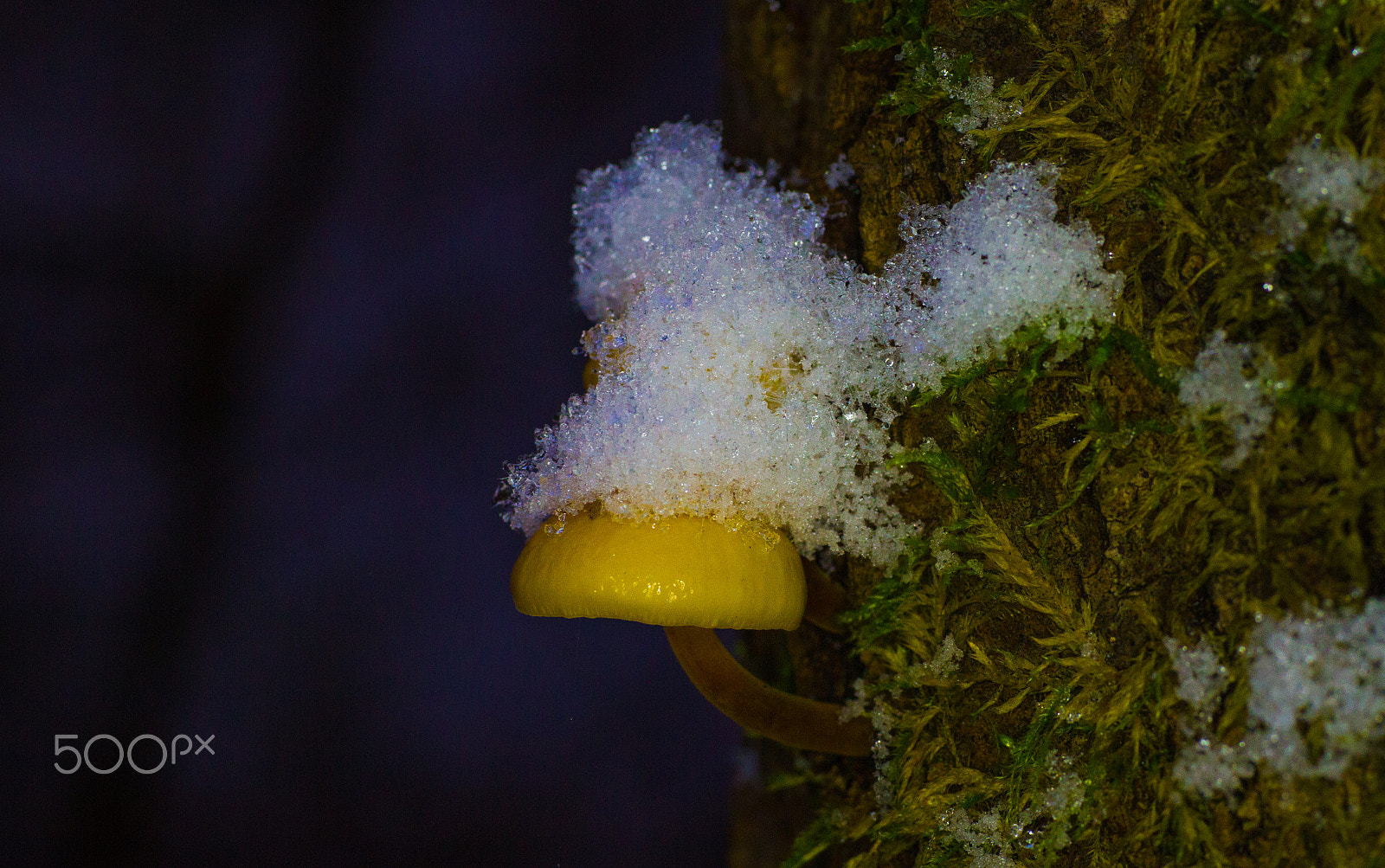 Sigma 50mm f/1.4 EX DG HSM + 1.4x sample photo. Snow on my hat photography