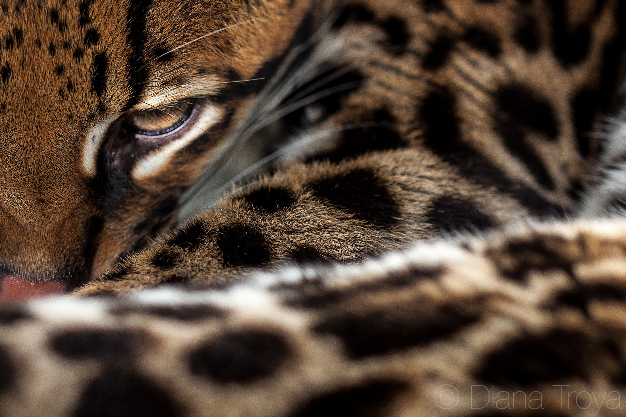 Canon EOS 50D + Canon EF 100mm F2.8 Macro USM sample photo. Ocelot photography