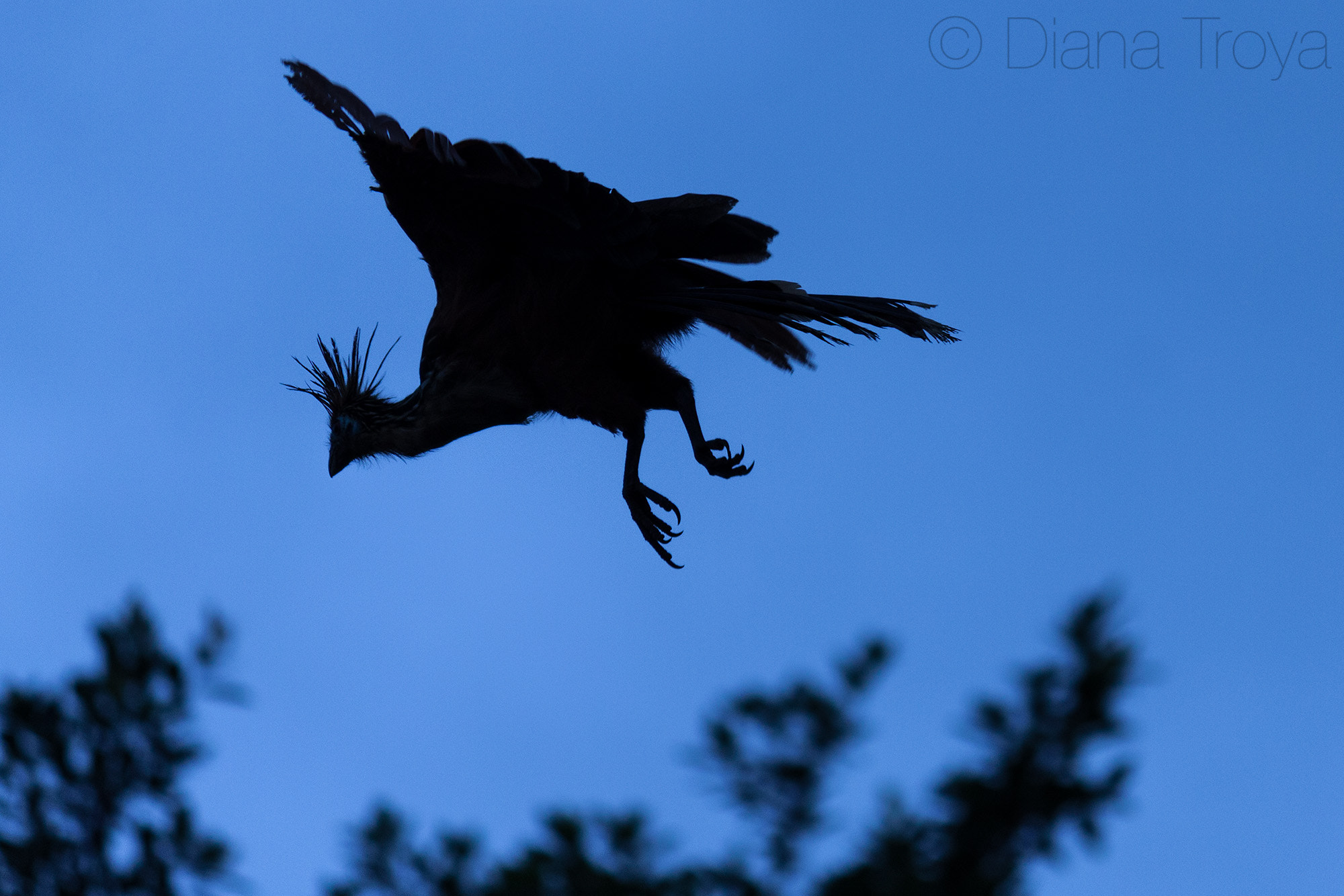Canon EF-S 55-250mm F4-5.6 IS II sample photo. Hoatzin photography