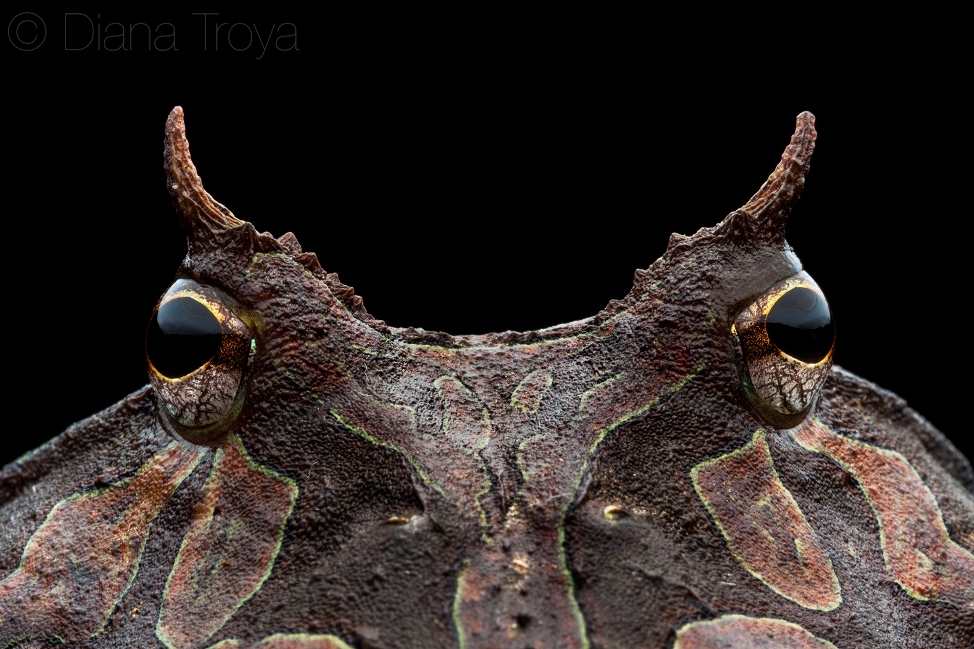 Canon EOS 50D + Canon EF 100mm F2.8 Macro USM sample photo. Ceratophrys cornuta photography