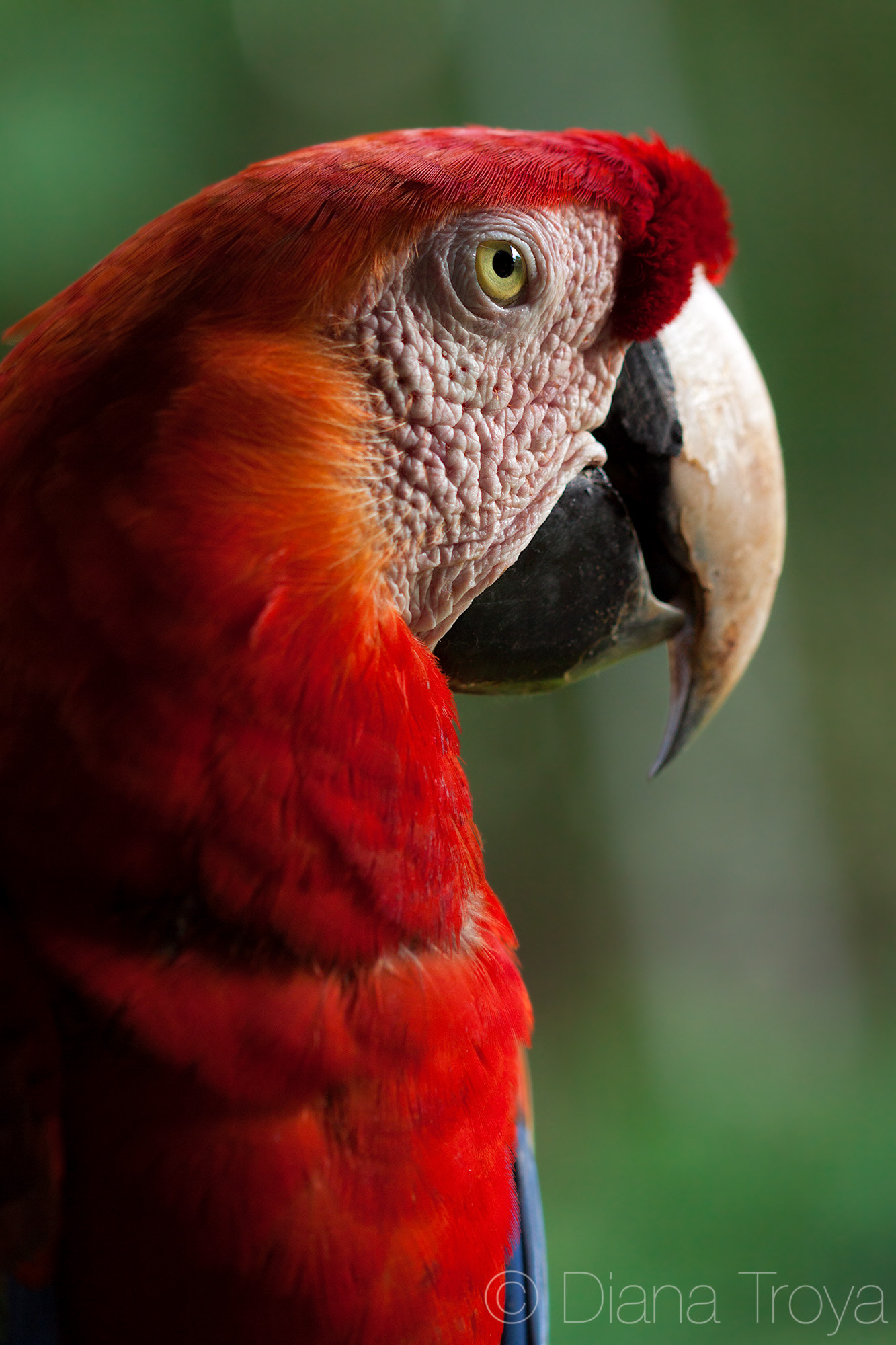 Canon EOS 50D + Canon EF 100mm F2.8 Macro USM sample photo. Guacamayo photography