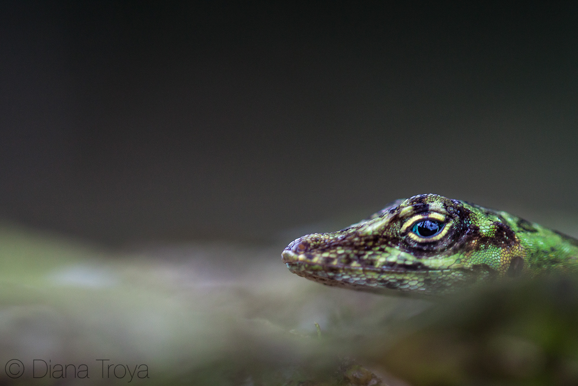 Canon EOS 50D + Canon EF 100mm F2.8 Macro USM sample photo. Anole lizard photography