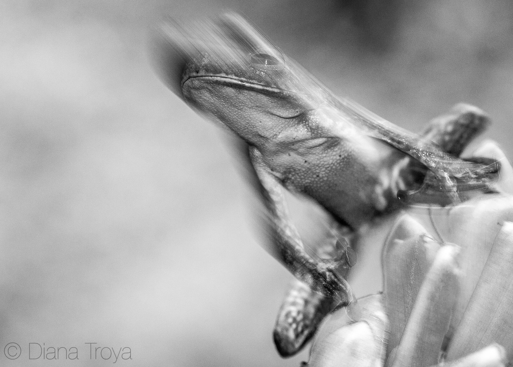 Canon EOS 50D + Canon EF 100mm F2.8 Macro USM sample photo. Jump photography