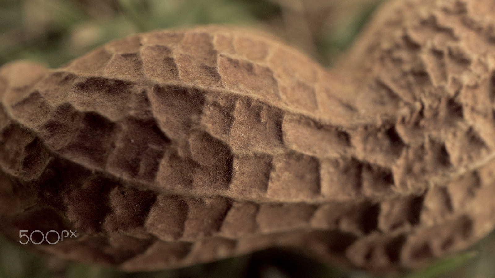 Sony Alpha a3500 + Sony E 30mm F3.5 Macro sample photo. Peanut photography