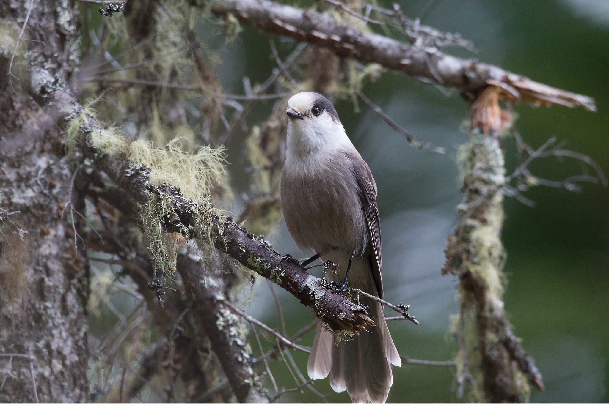 Nikon D4 + Sigma 24-60mm F2.8 EX DG sample photo. Mésangeai du canada, grey jay photography