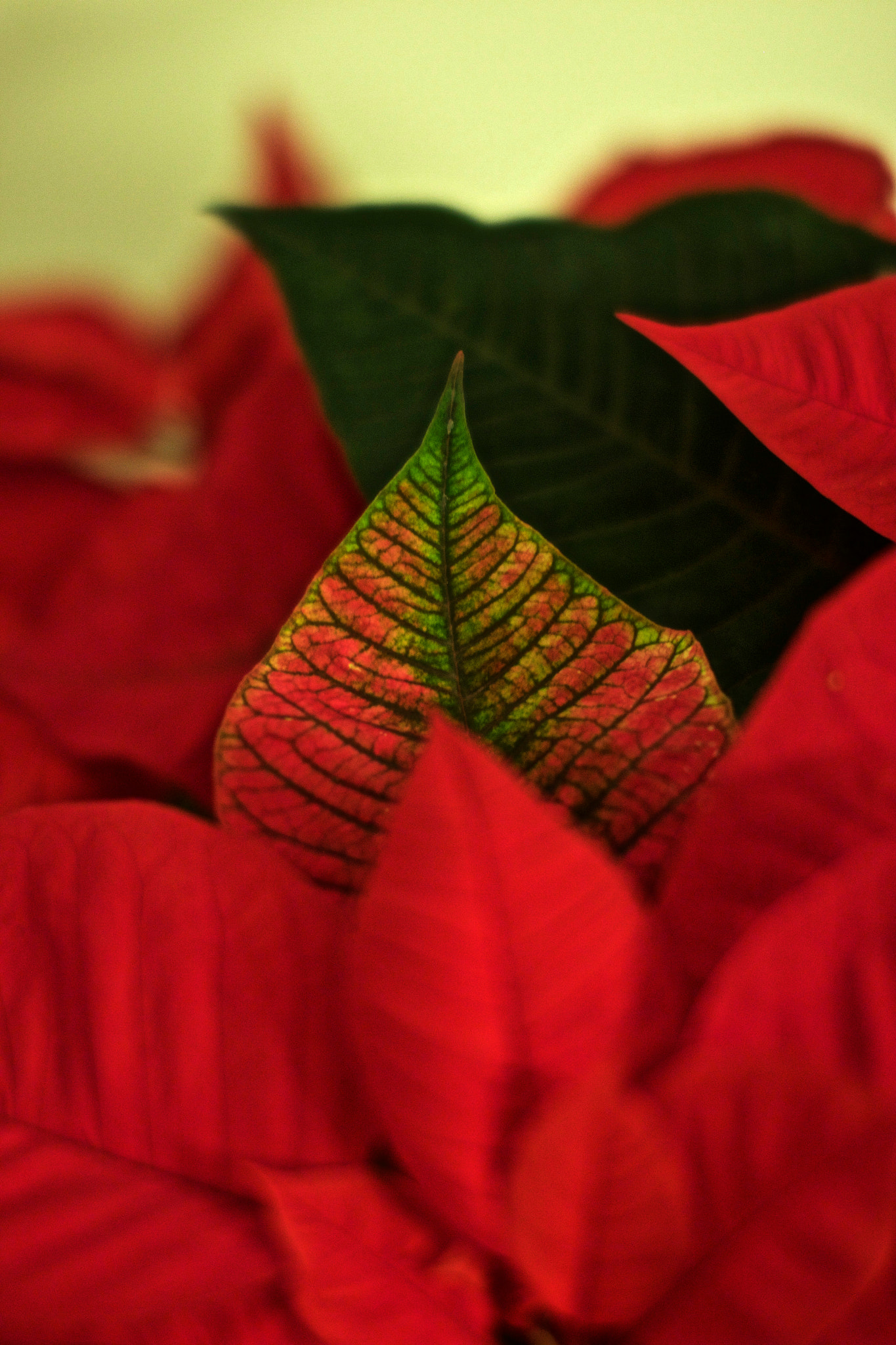 Sigma 50mm F1.4 EX DG HSM sample photo. Green or red. red waves. photography