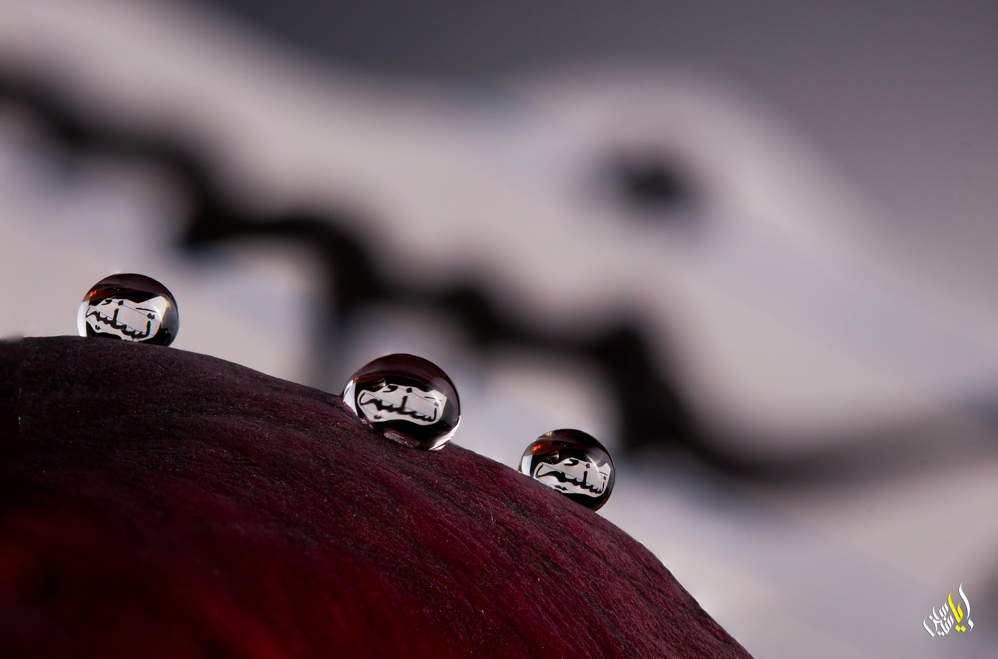 Canon EOS 700D (EOS Rebel T5i / EOS Kiss X7i) + Canon EF 100mm F2.8 Macro USM sample photo. Tasneem photography