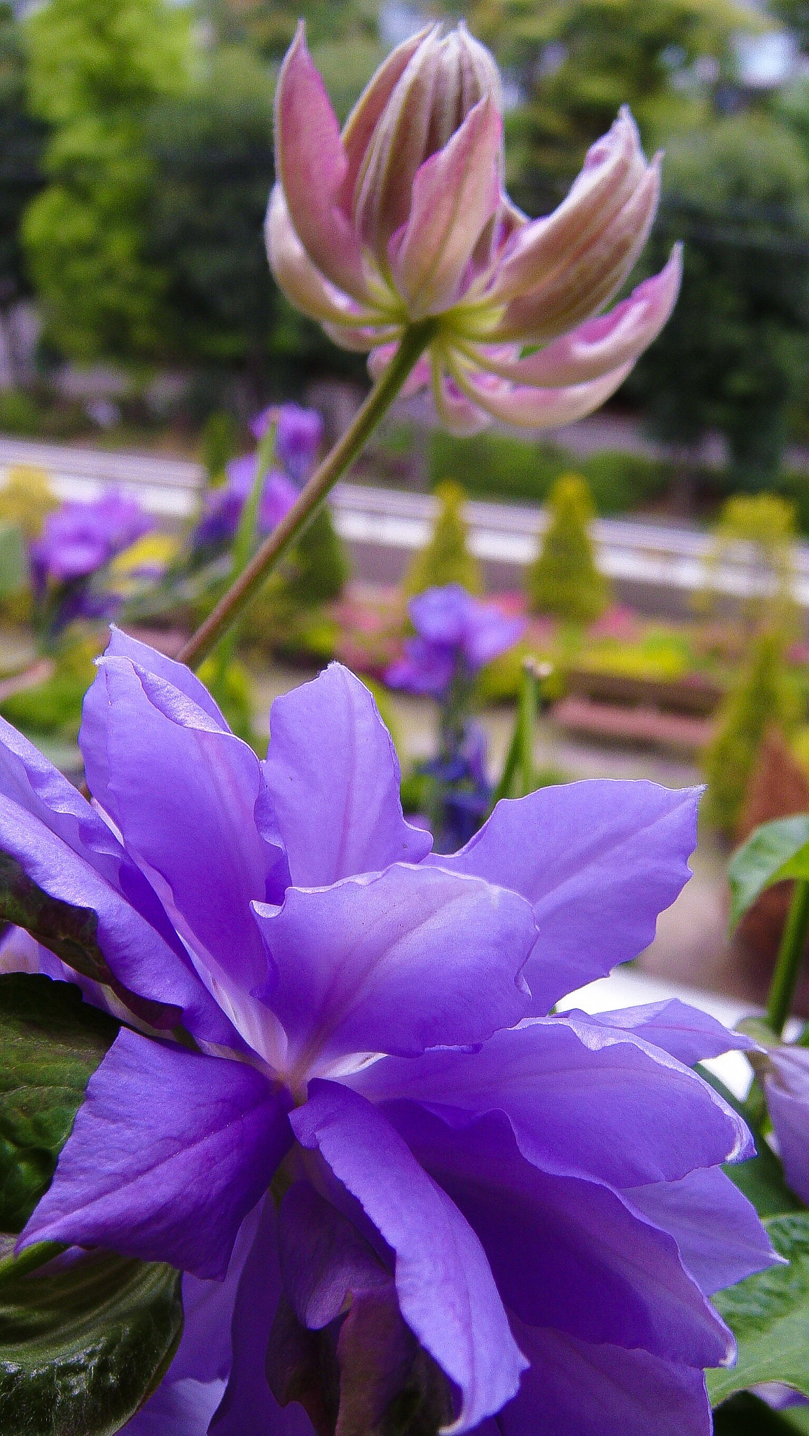 Sony DSC-T700 sample photo. Clematis photography