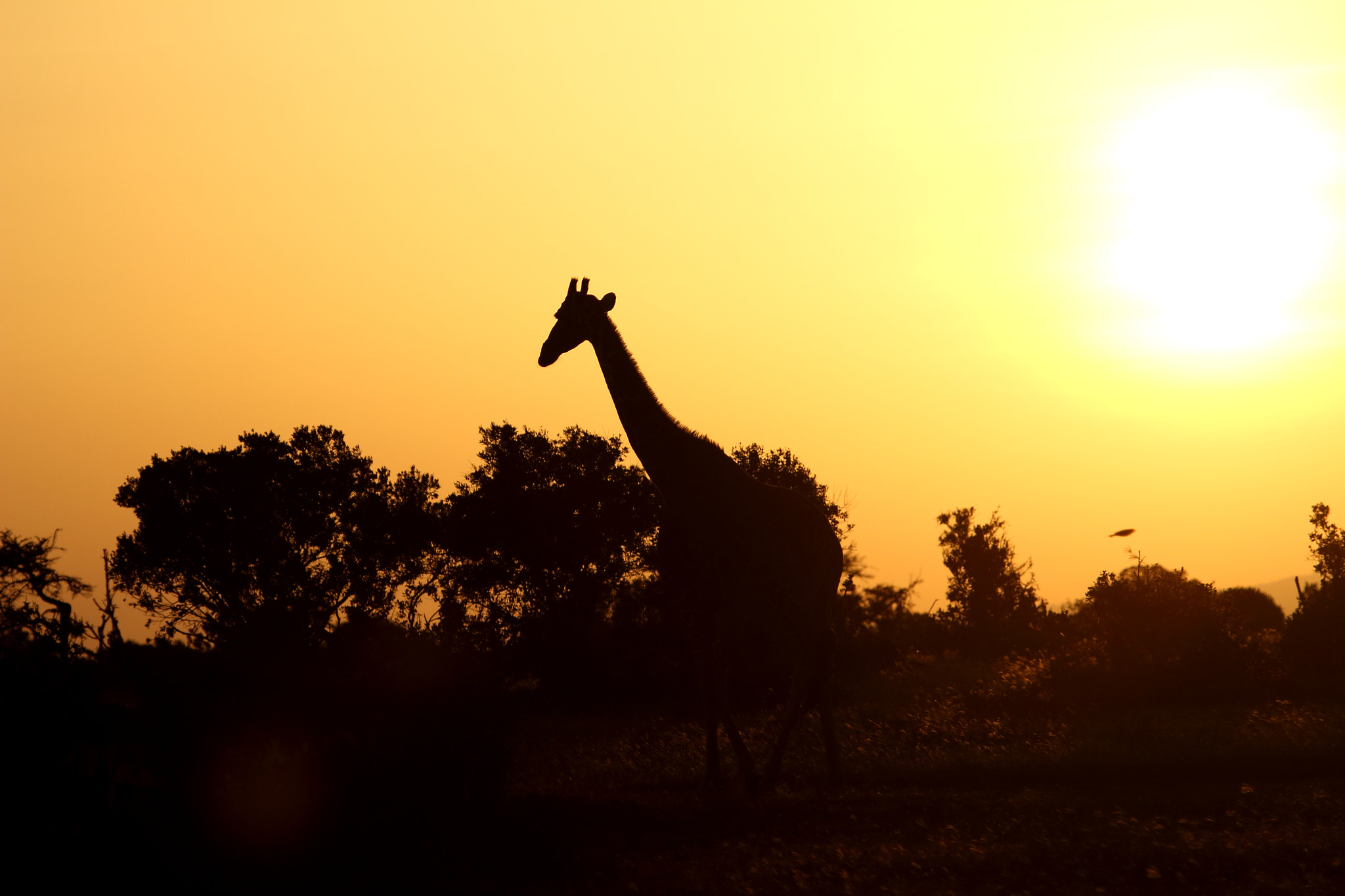 Canon EF 100-400mm F4.5-5.6L IS USM sample photo. Giraffe sunset photography