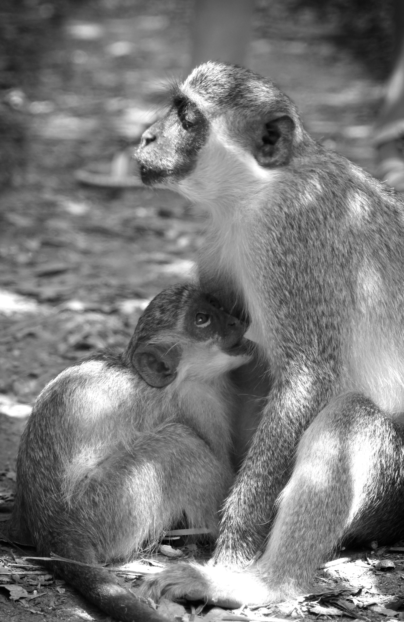 Sony SLT-A35 sample photo. Feeding. photography