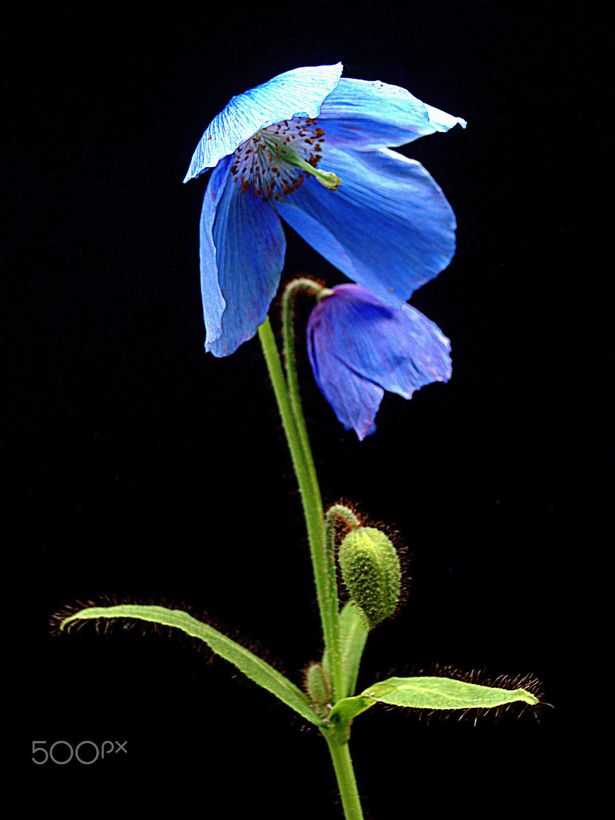 Nikon D80 + Sigma 18-50mm F3.5-5.6 DC sample photo. Himalayan poppy photography