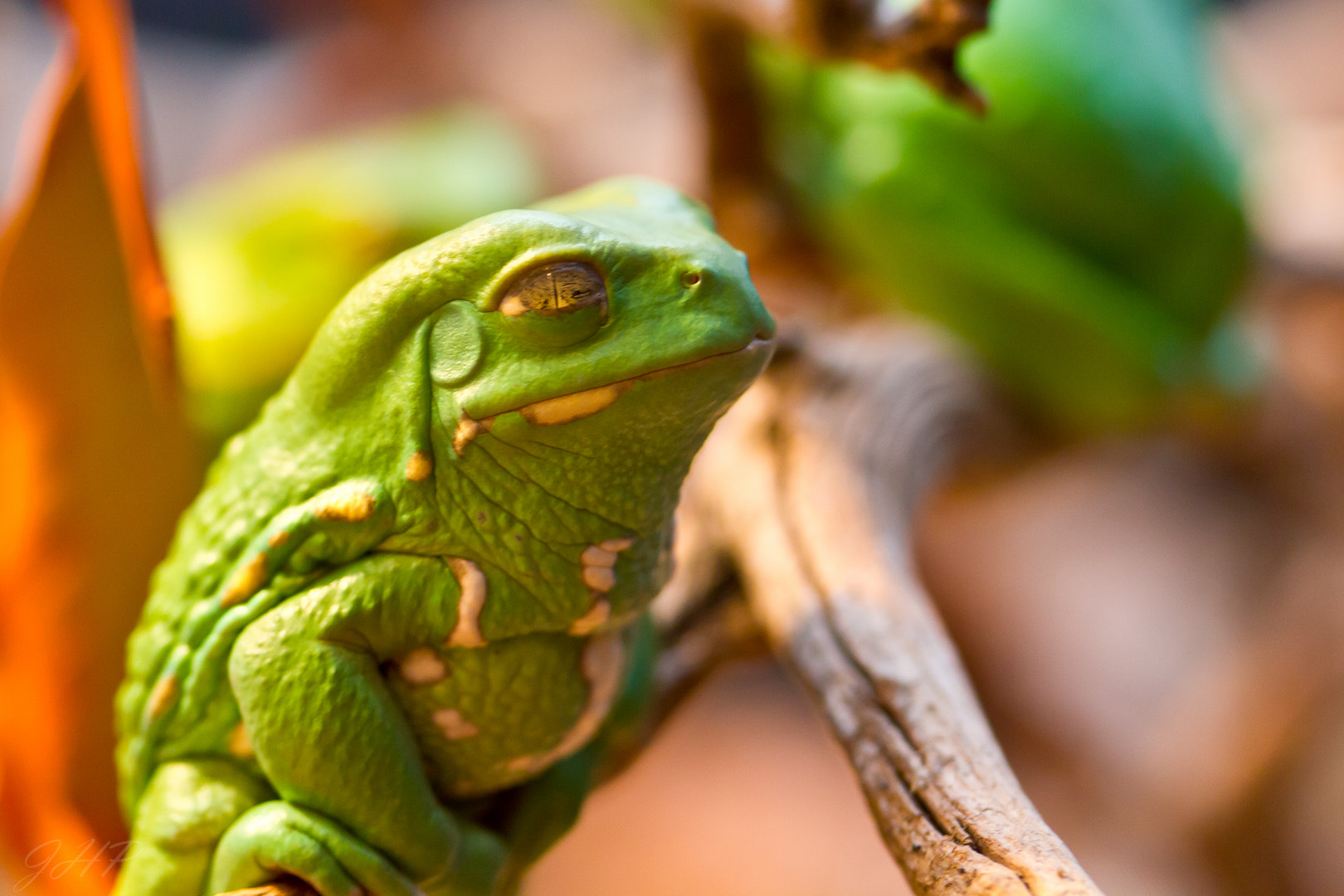 Canon EF-S 60mm F2.8 Macro USM sample photo. Wise green one photography