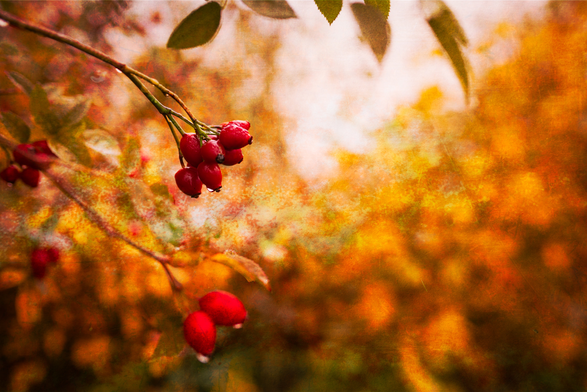 Sony a7R + Sigma 35mm F1.4 DG HSM Art sample photo. Winter's berries photography