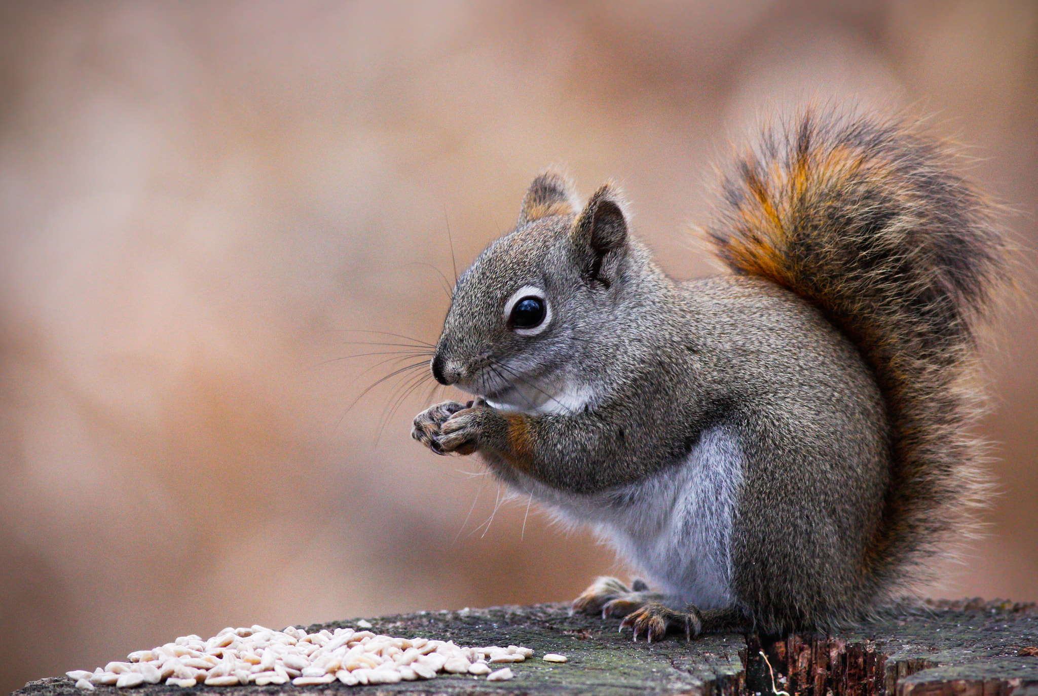 Canon EOS 60D + Canon EF 400mm F5.6L USM sample photo. কাঠবিড়ালী photography