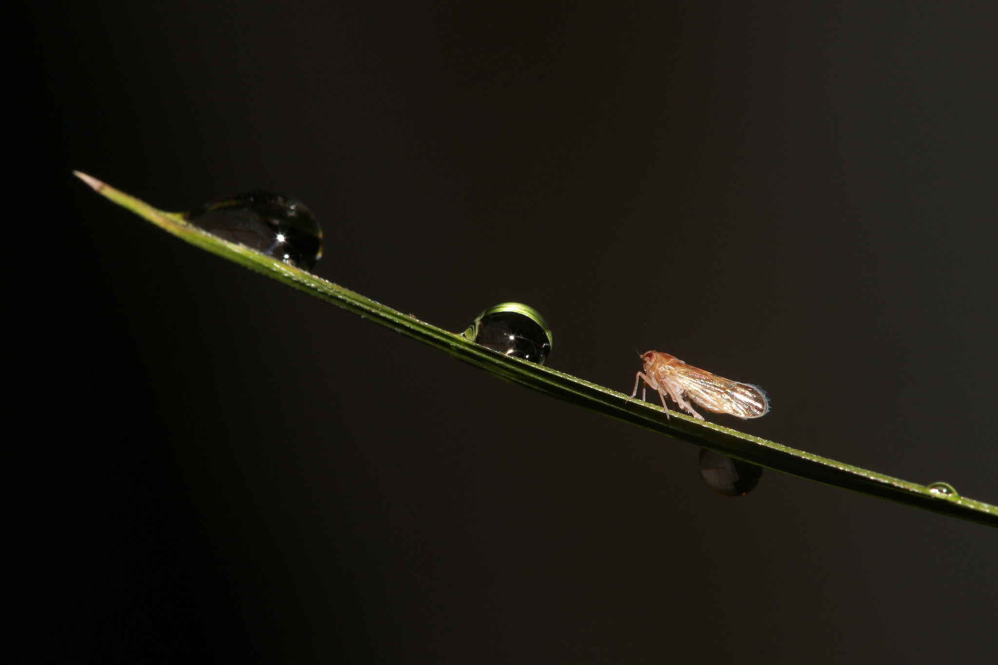Canon EF 100mm F2.8 Macro USM sample photo. Sharpage photography