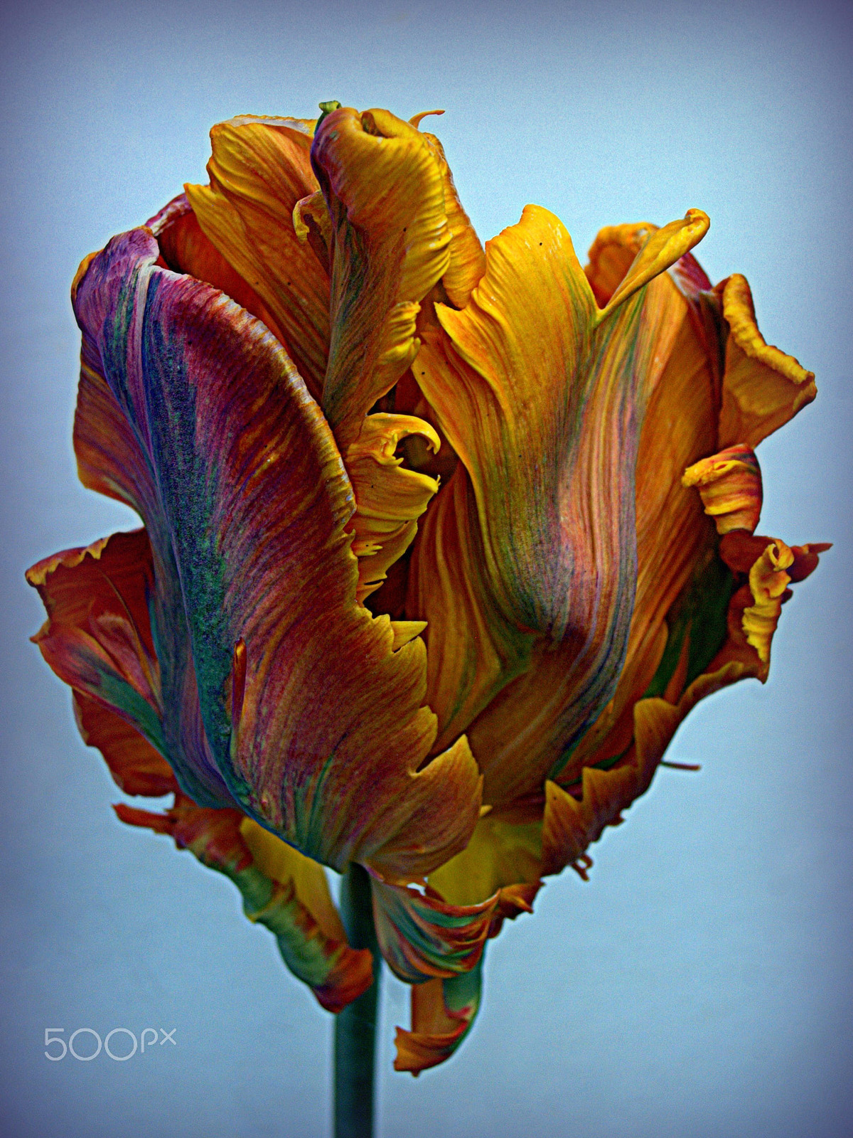 Nikon D80 + Sigma 18-50mm F3.5-5.6 DC sample photo. Parrot tulip on blue photography