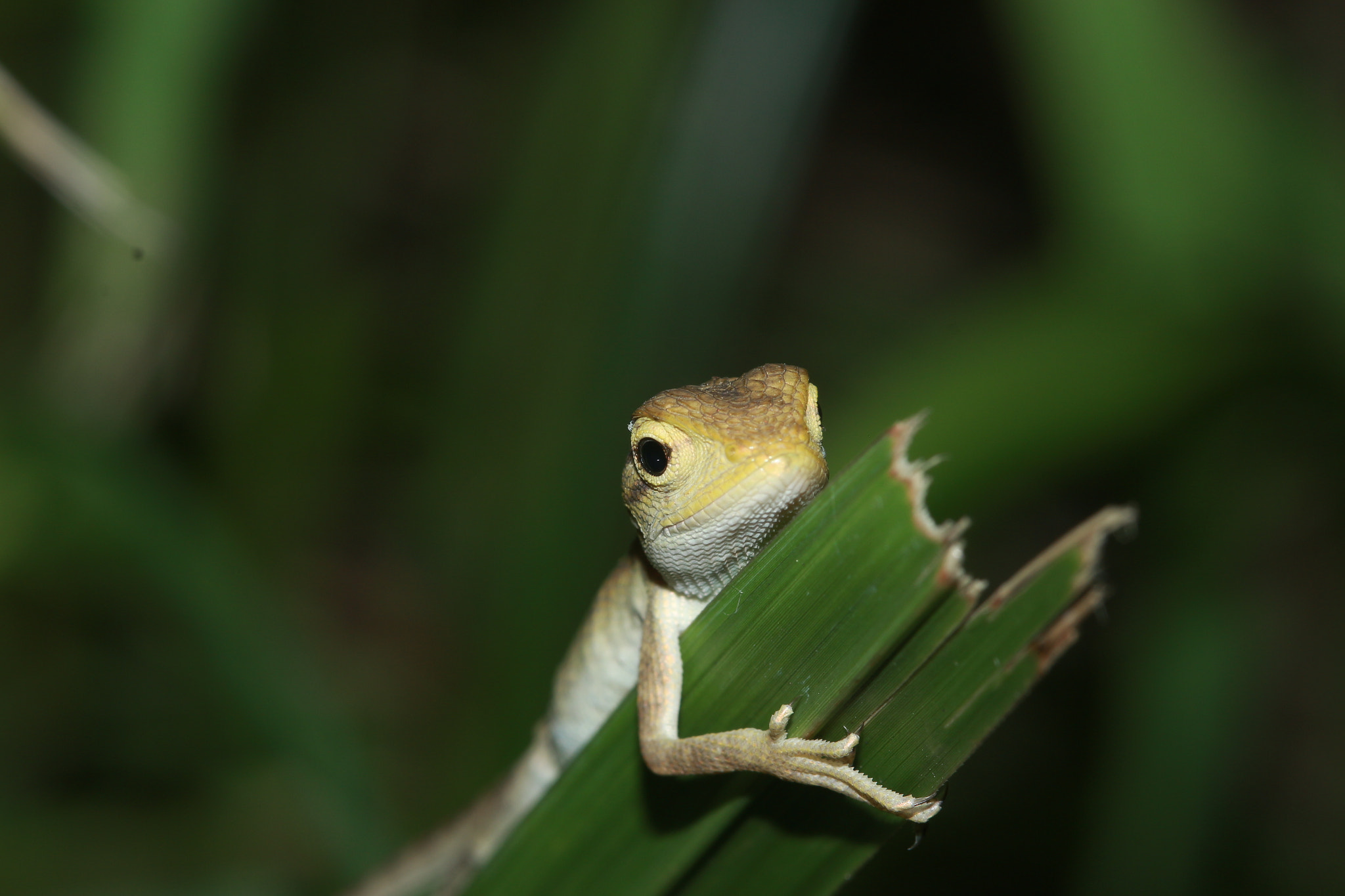 Canon EF 100mm F2.8 Macro USM sample photo. Neck hog photography