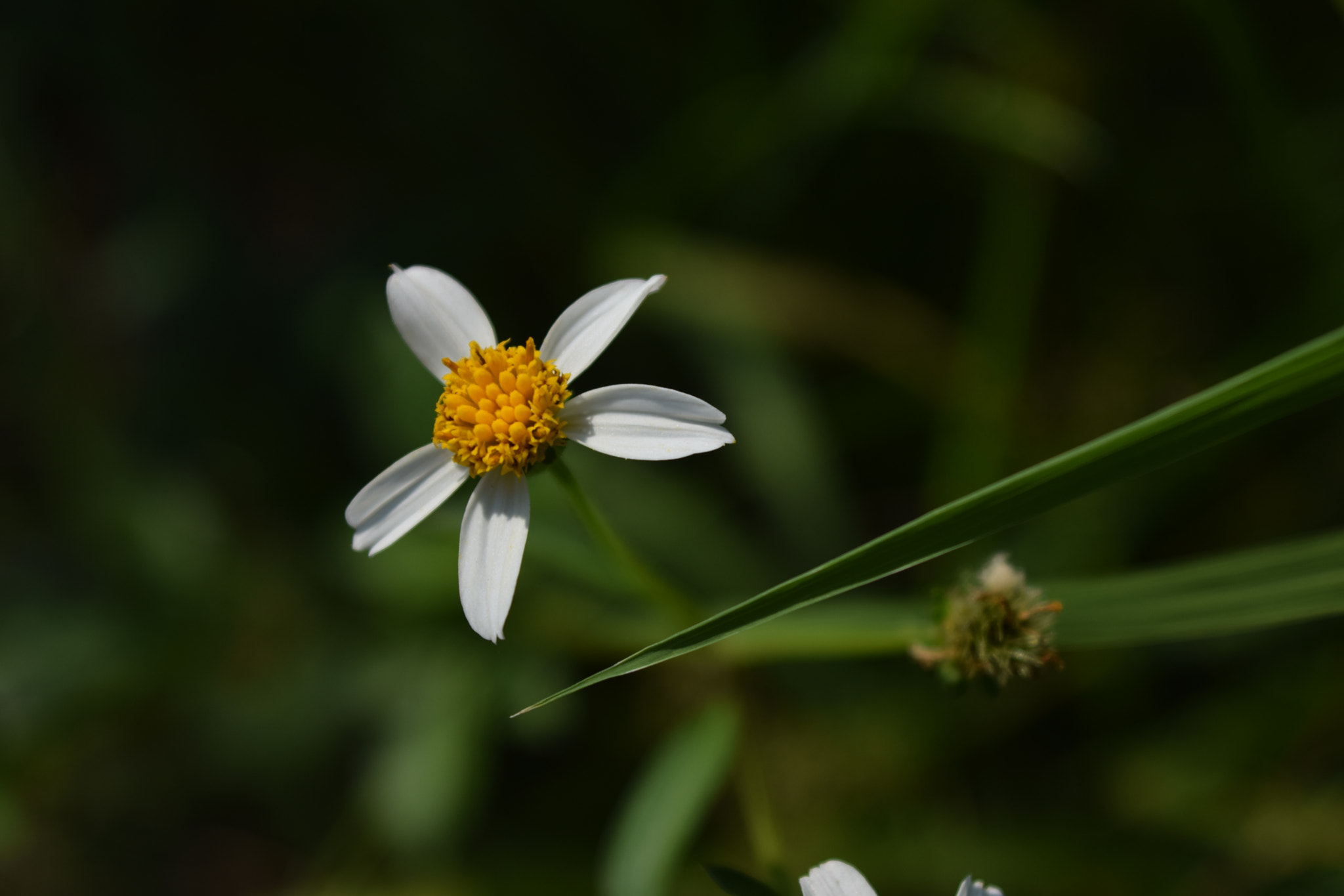 Nikon D5300 + AF Zoom-Nikkor 35-135mm f/3.5-4.5 N sample photo. 6.20 136.jpg photography