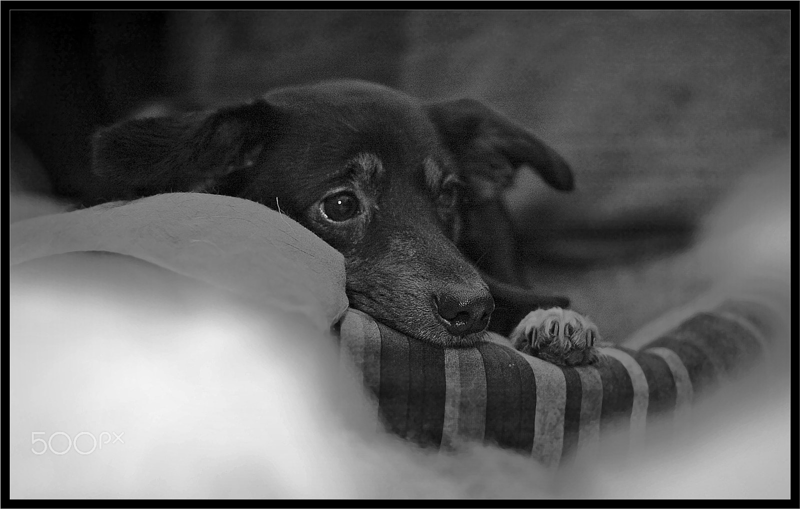 Canon EOS-1D sample photo. Longing (stęskniona) photography