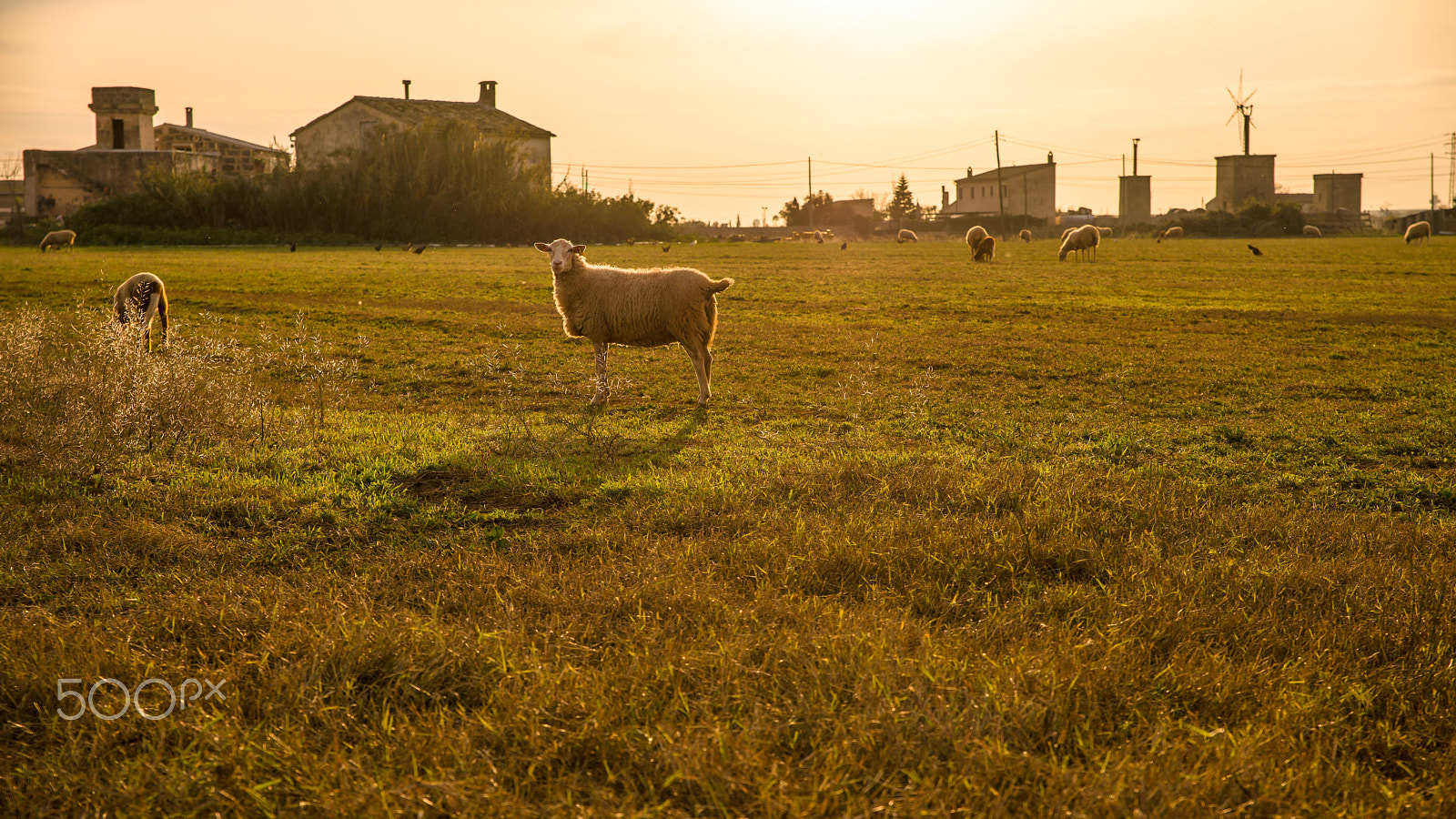 24-70mm F2.8 sample photo. La granja photography