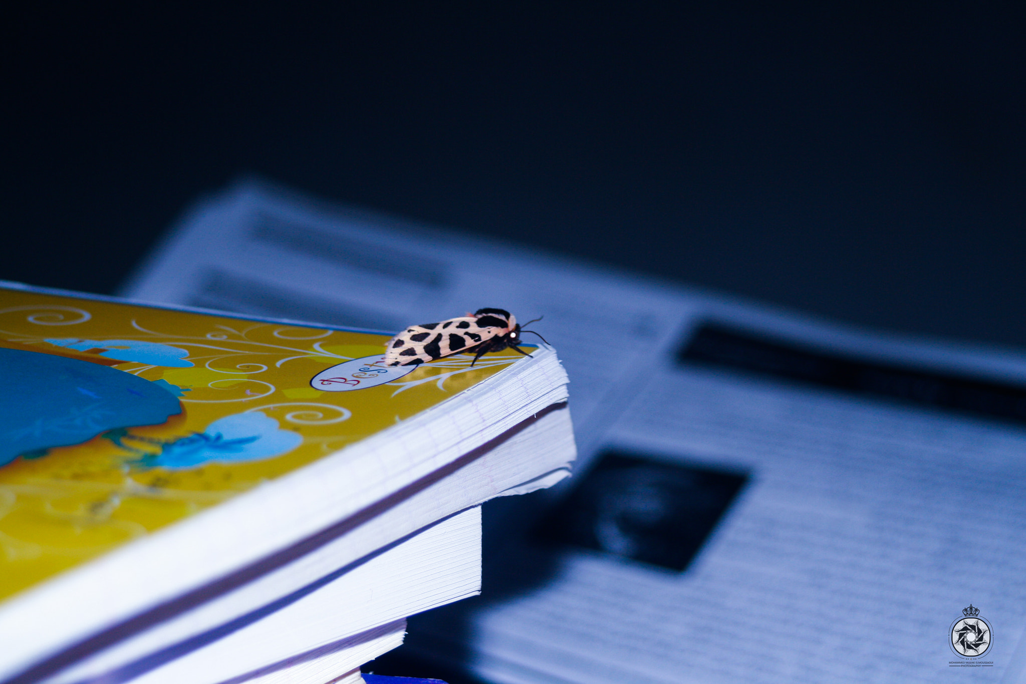Canon EF 38-76mm f/4.5-5.6 sample photo. Butterfly photography