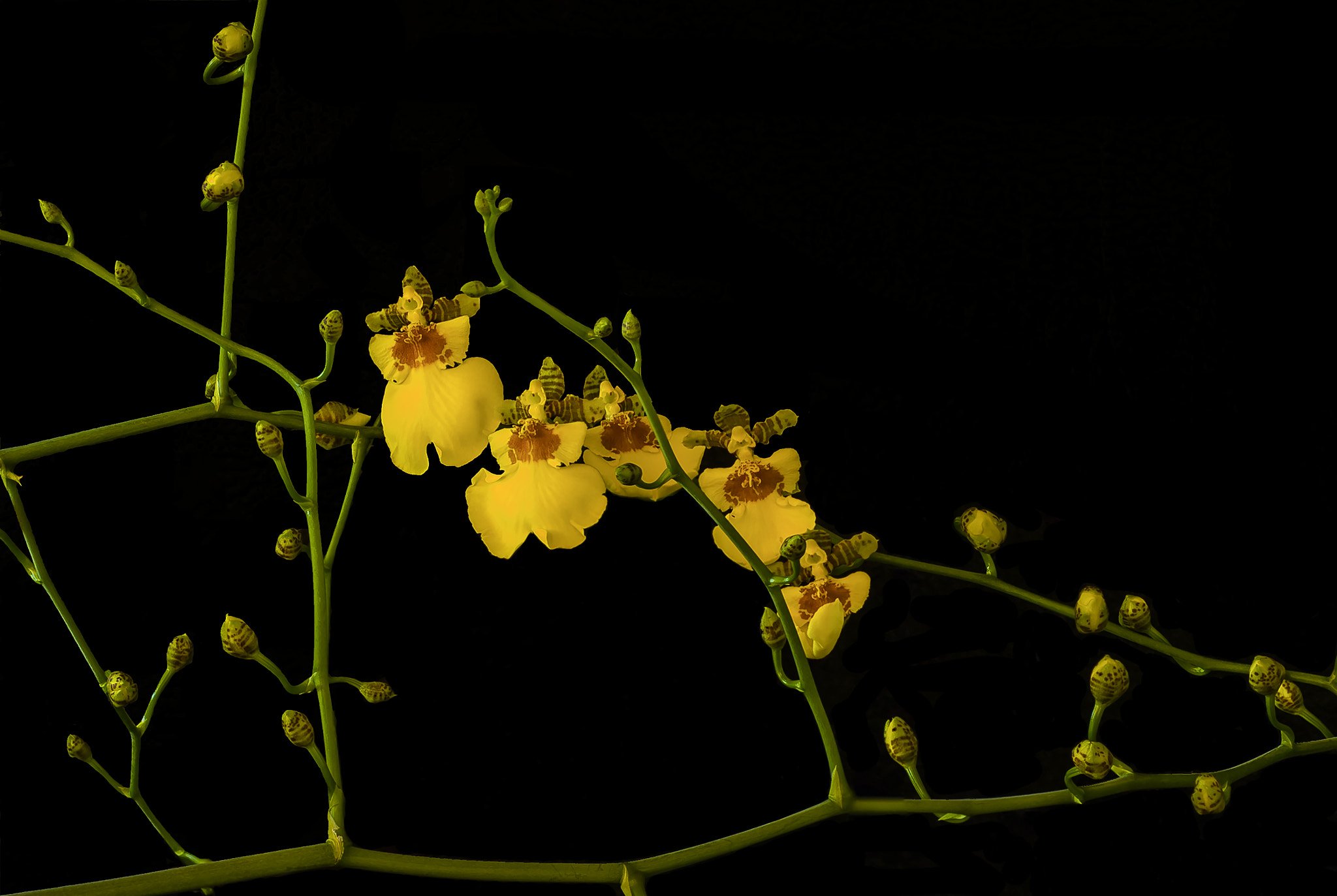 Nikon D800 + AF Micro-Nikkor 60mm f/2.8 sample photo. Yellow orchid with buds photography